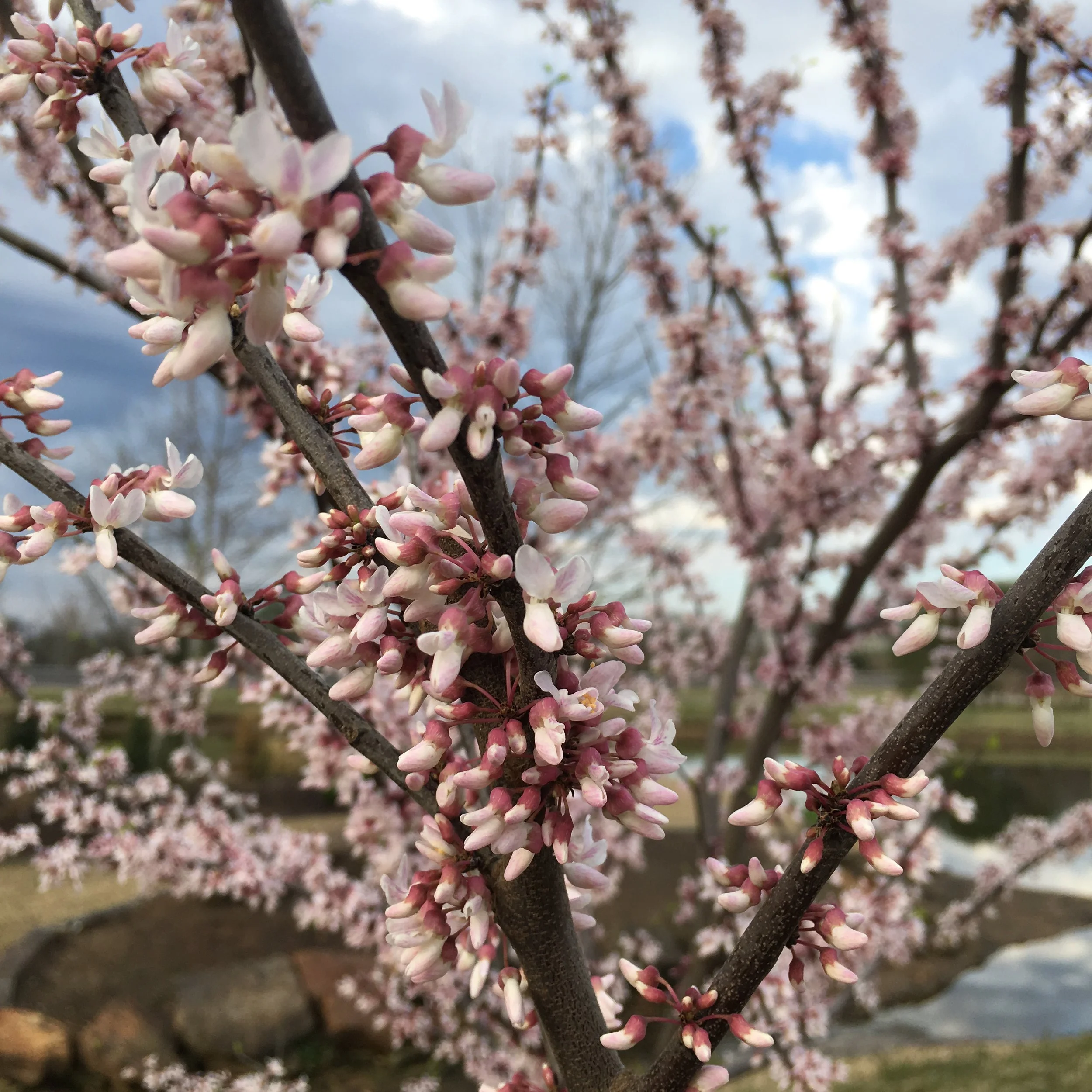 COTTON CANDY REDBUD