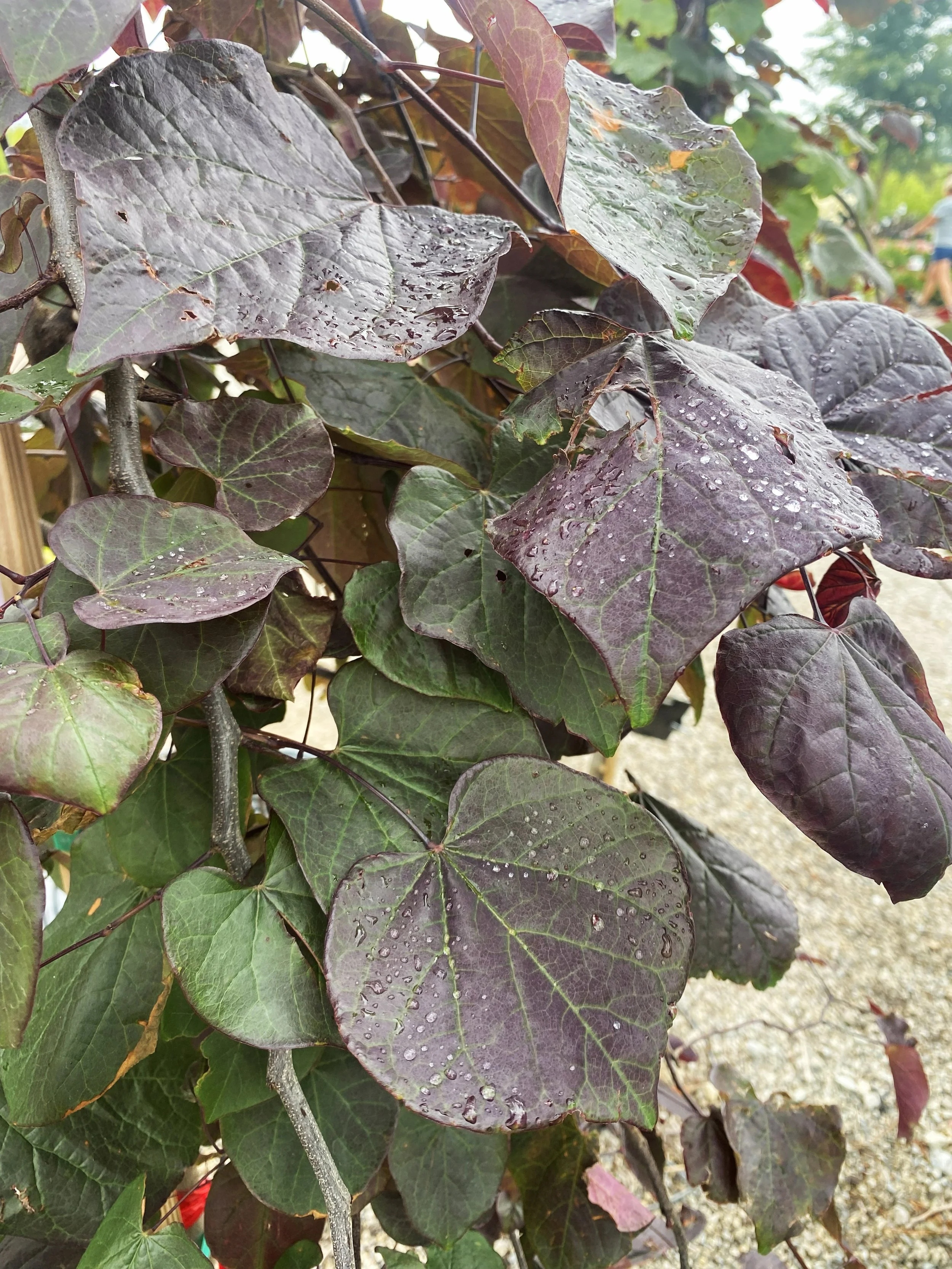 MIDNIGHT EXPRESS REDBUD