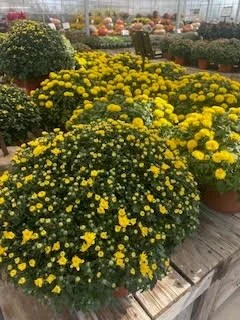 mums xkckk.jpg