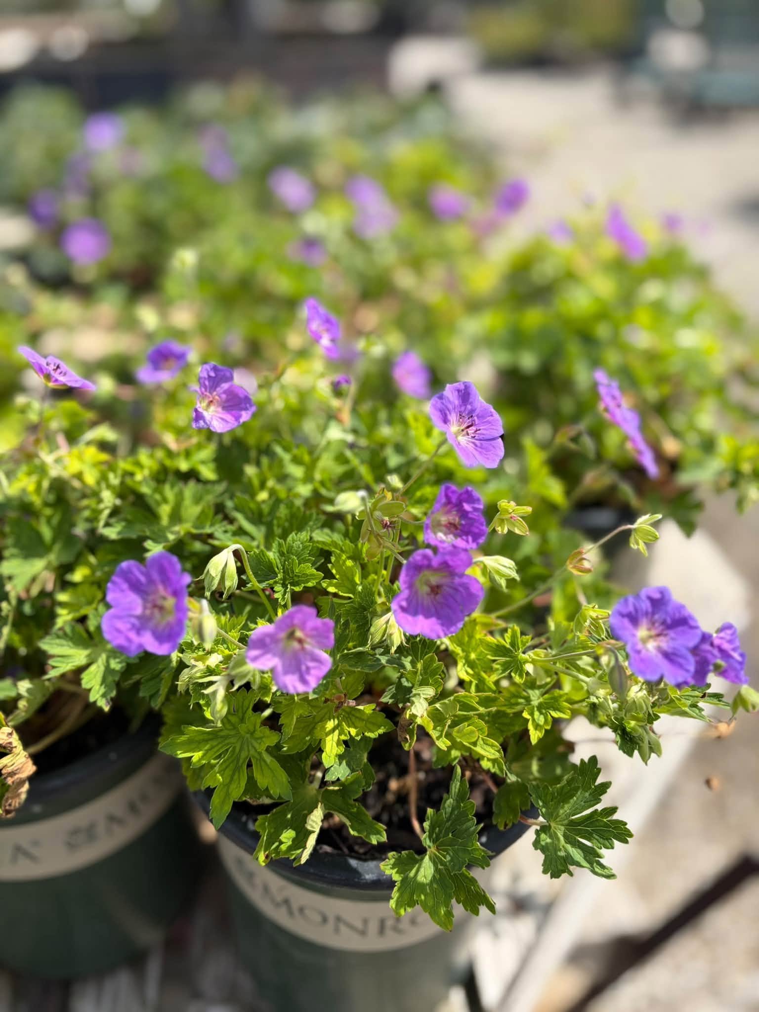 Max Frei Geranium