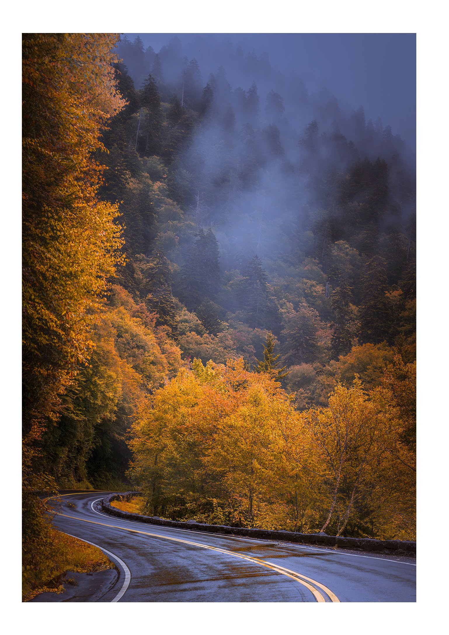 Fall leaves along Newfound Gap road