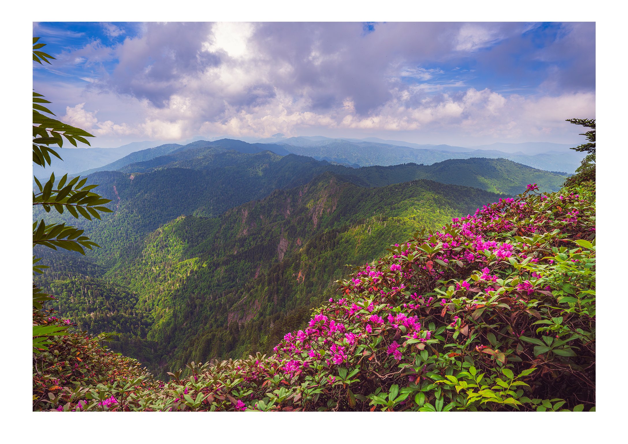 Rhododendron near the Jumpoff in the Great Smoky Mountains