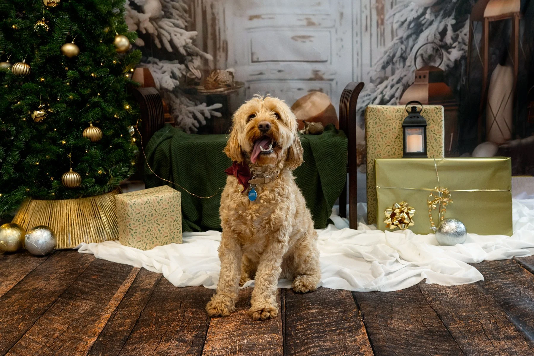Pet Christmas Minis