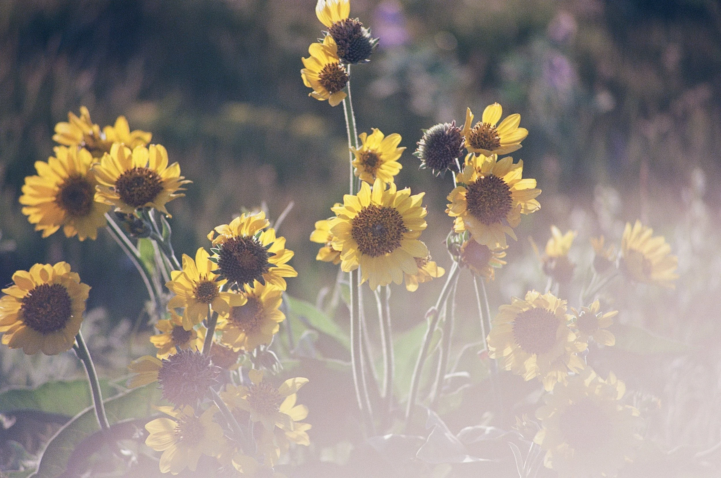 Arrowleaf balsamroot (Balsamorhiza sagittata) shot on Ektar 100.