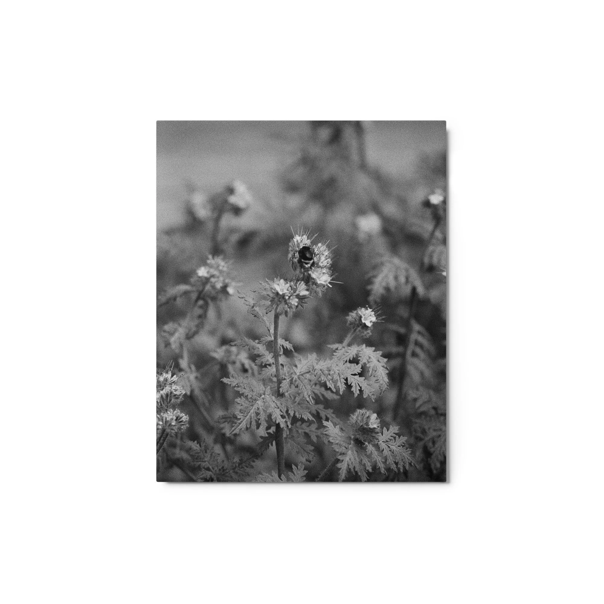Metal Print: Bumble Bee on Phacelia