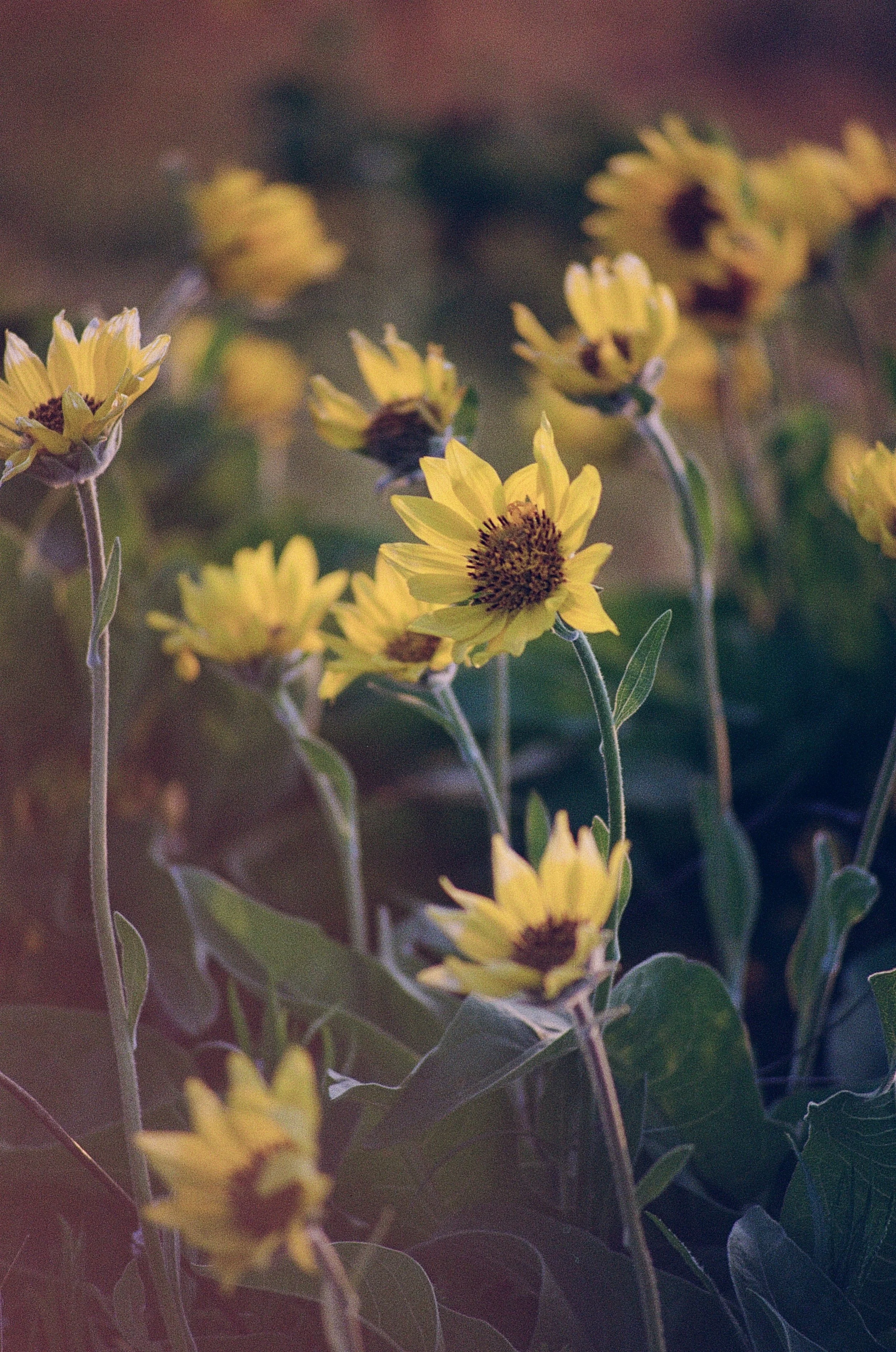 Arrowleaf balsamroot (Balsamorhiza sagittata) shot on Kodak Gold 200.