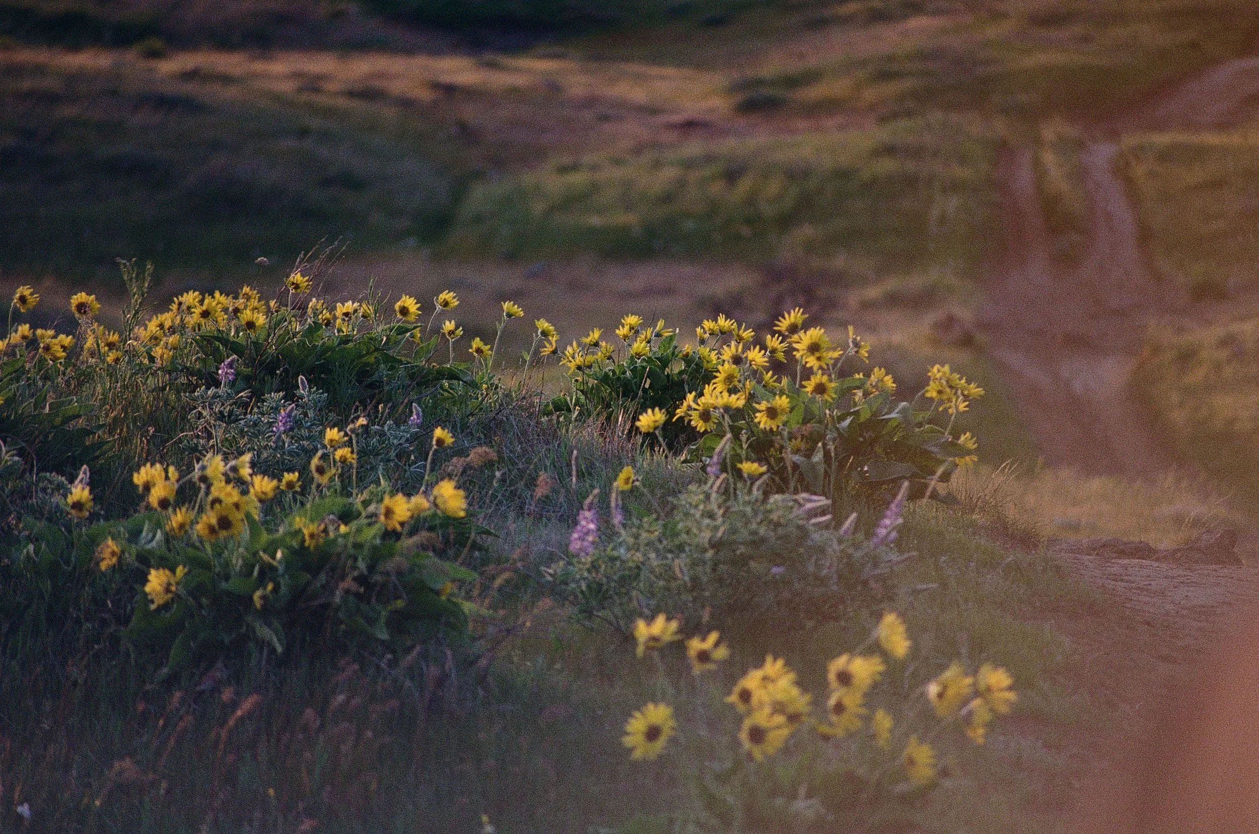 Arrowleaf balsamroot (Balsamorhiza sagittata) and Columbia Gorge lupine (Lupinus latifolius var. thompsonianus) shot on Kodak Gold 200.