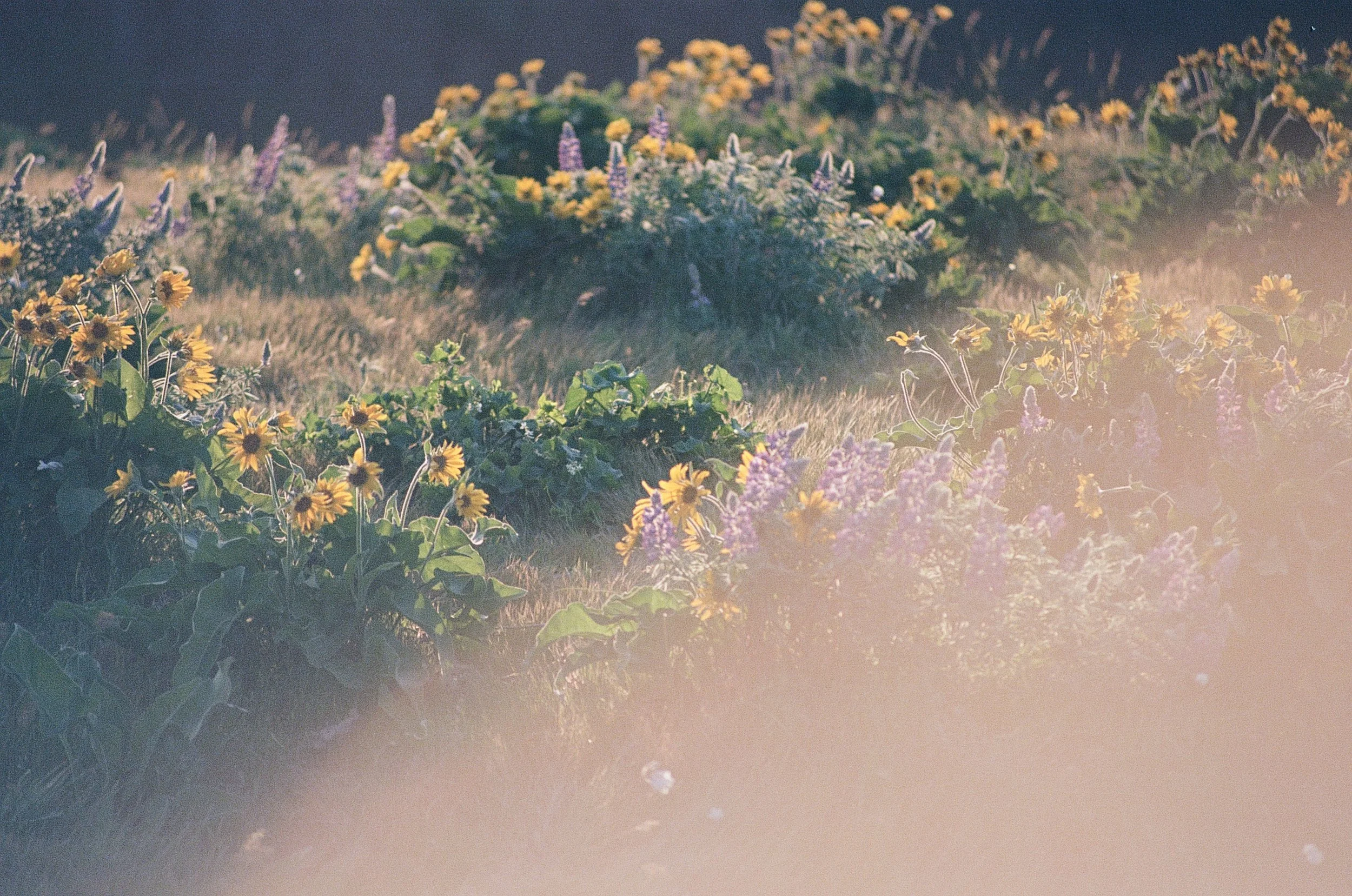 Arrowleaf balsamroot (Balsamorhiza sagittata) and Columbia Gorge lupine (Lupinus latifolius var. thompsonianus) shot on Ektar 100.