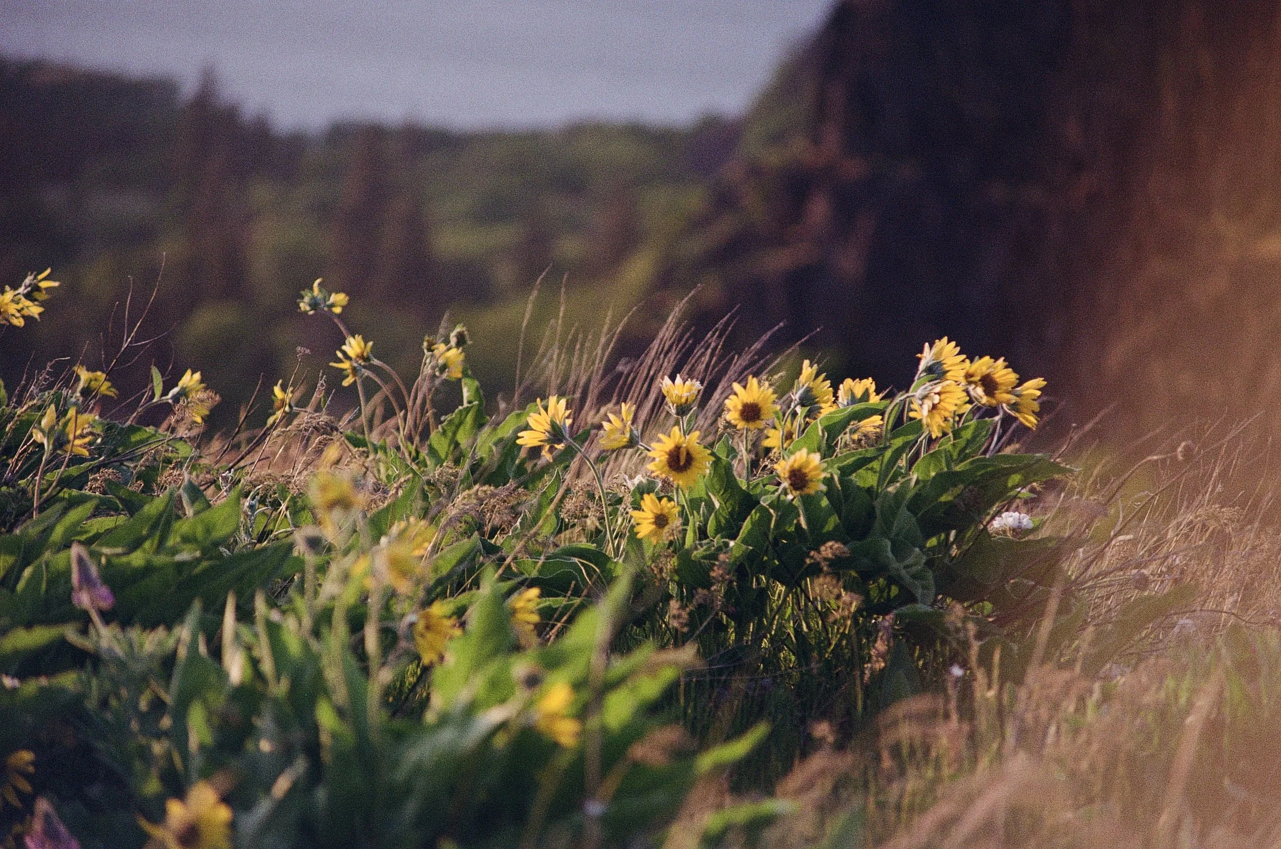 Arrowleaf balsamroot (Balsamorhiza sagittata) with Rowena's cliffs and a bit of the Columbia River in the background. Shot on Kodak Gold 200.