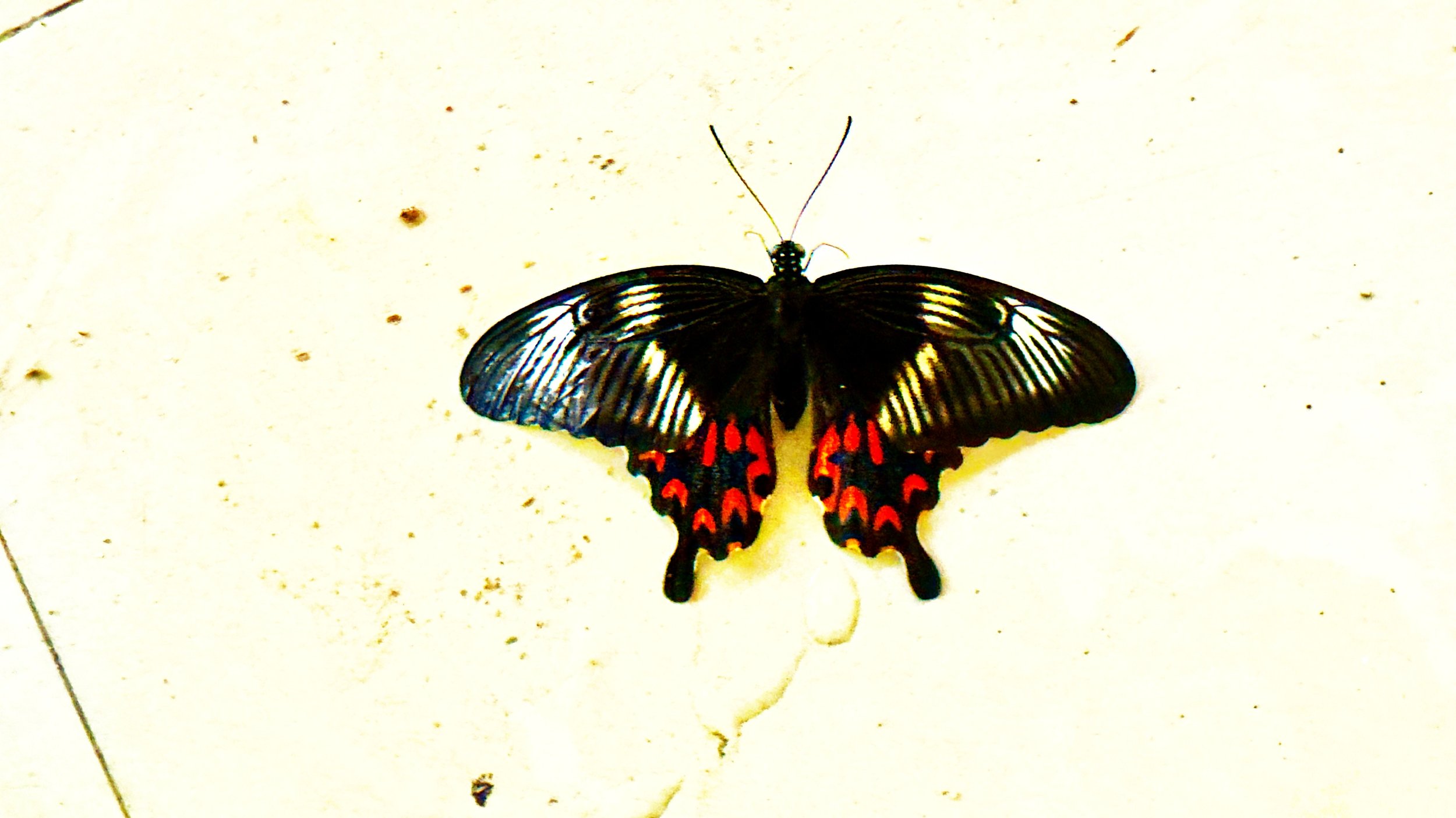 Transitioning