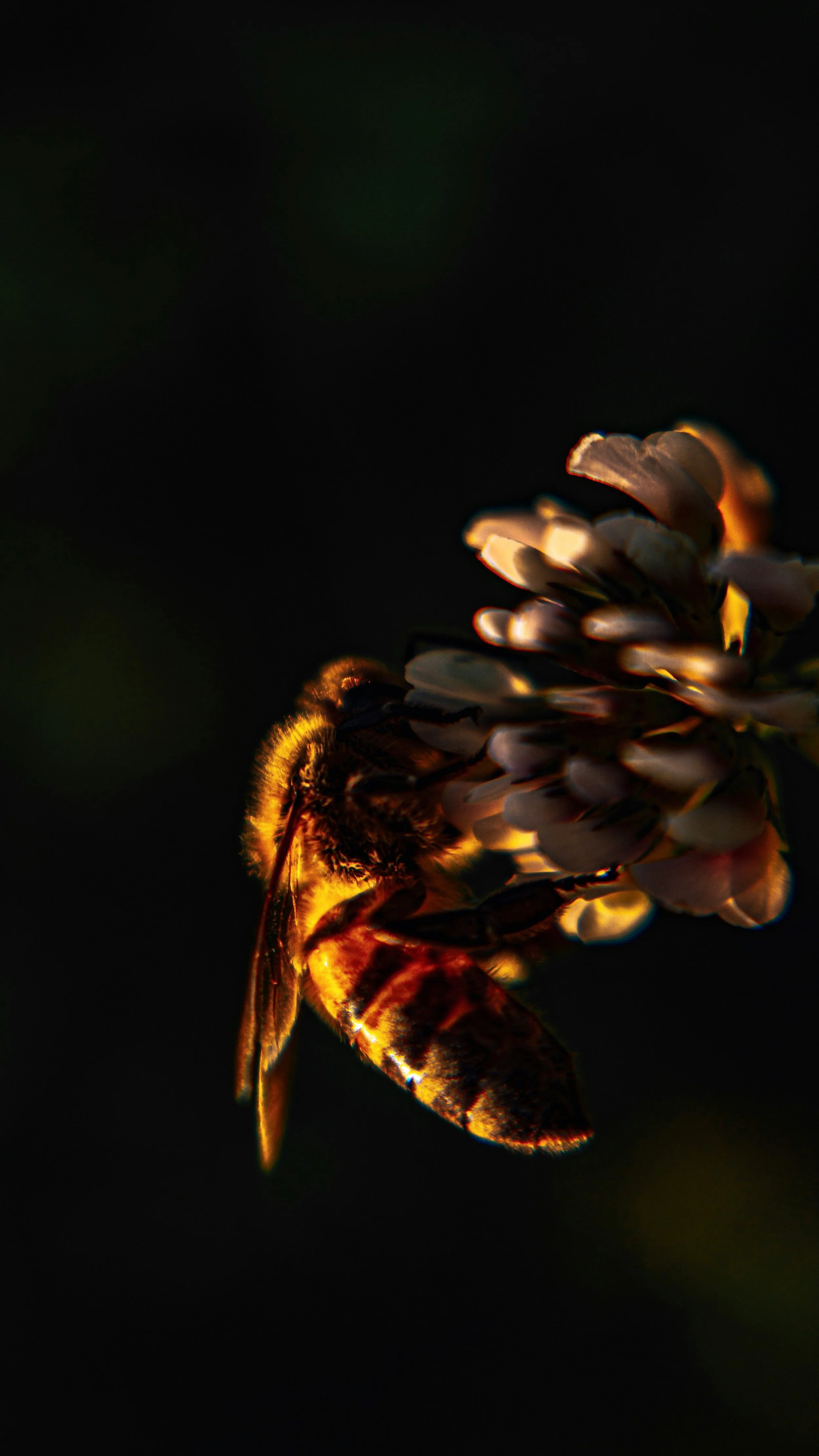 Notes of a Naturalist