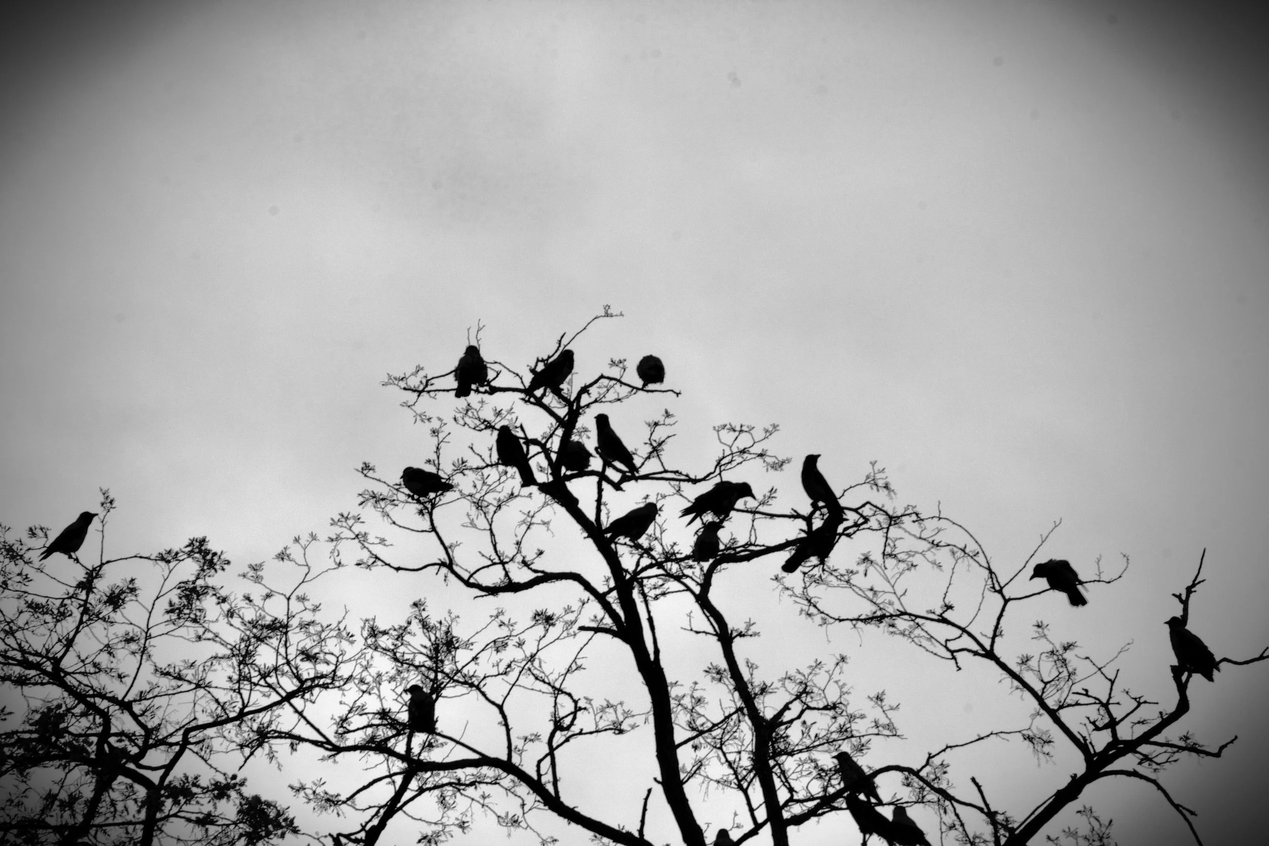 The One You Called Samhain