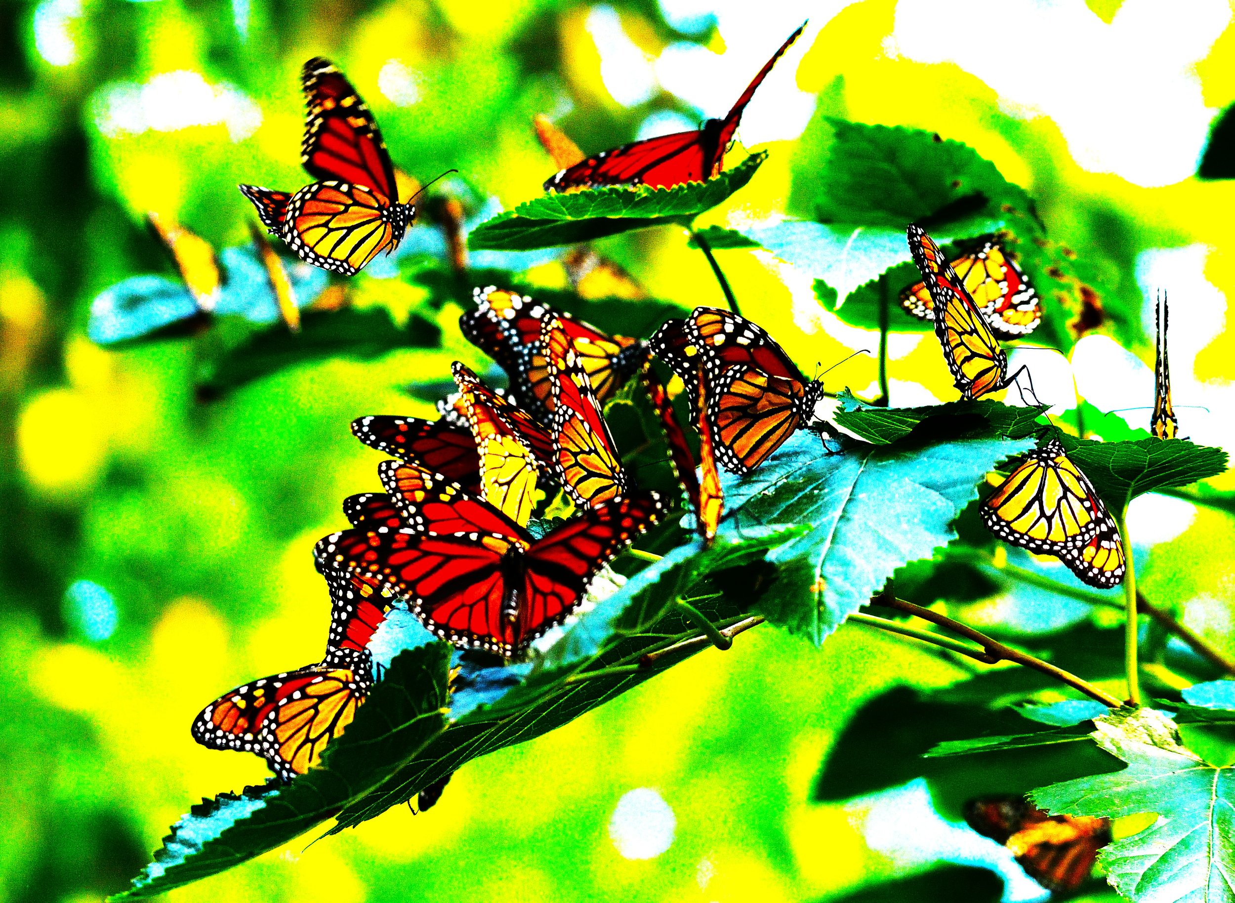 Monarchs