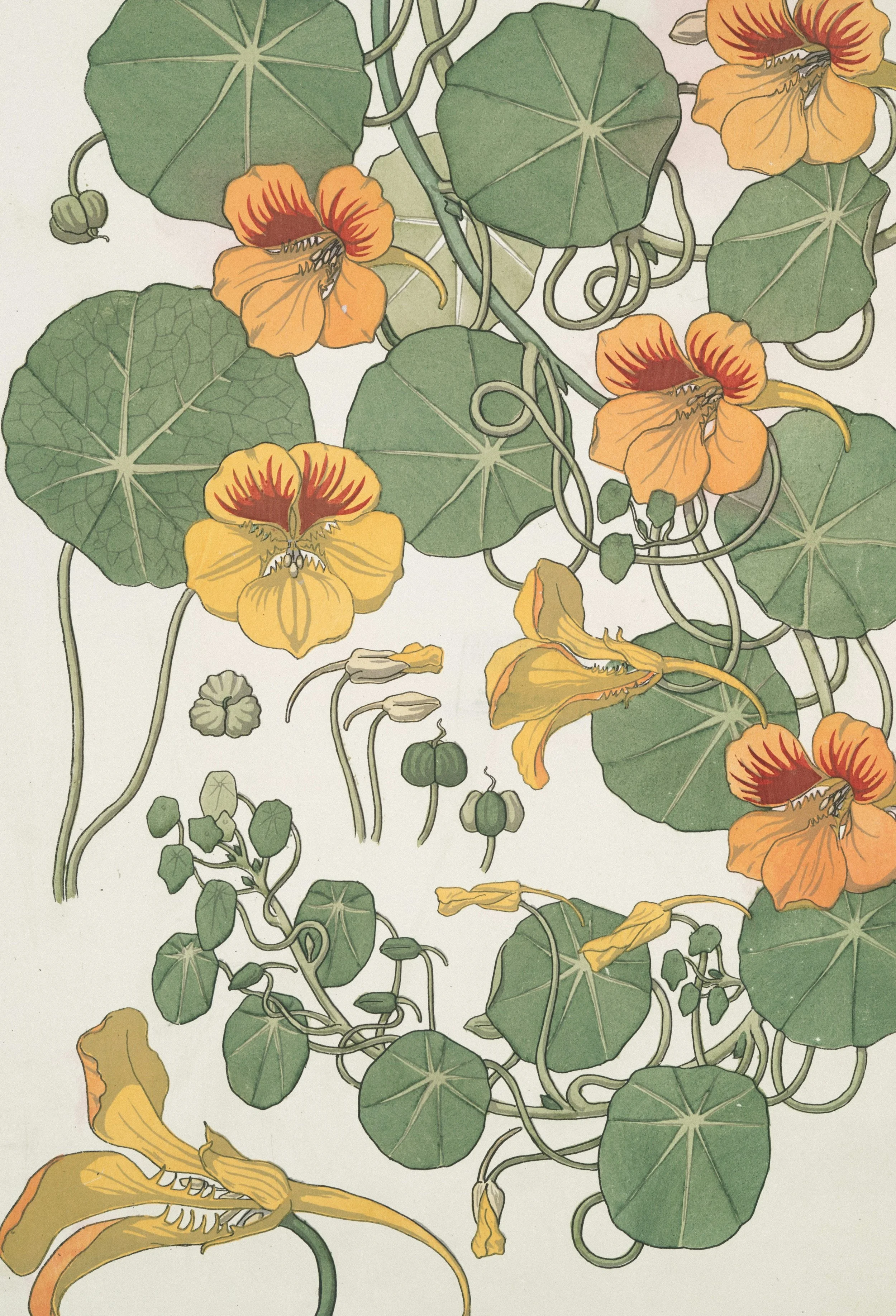 Nasturtiums