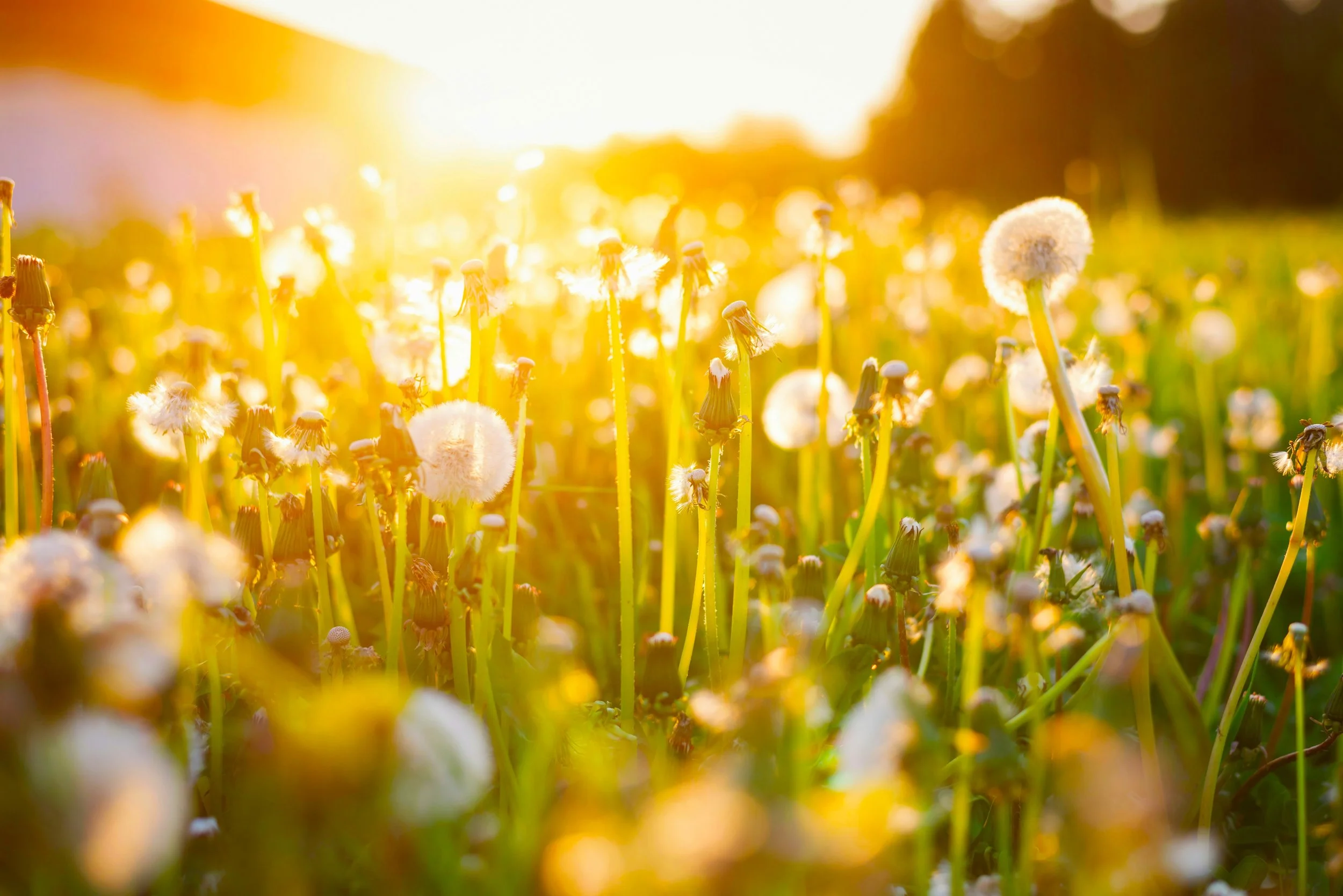 Among the Dandelions