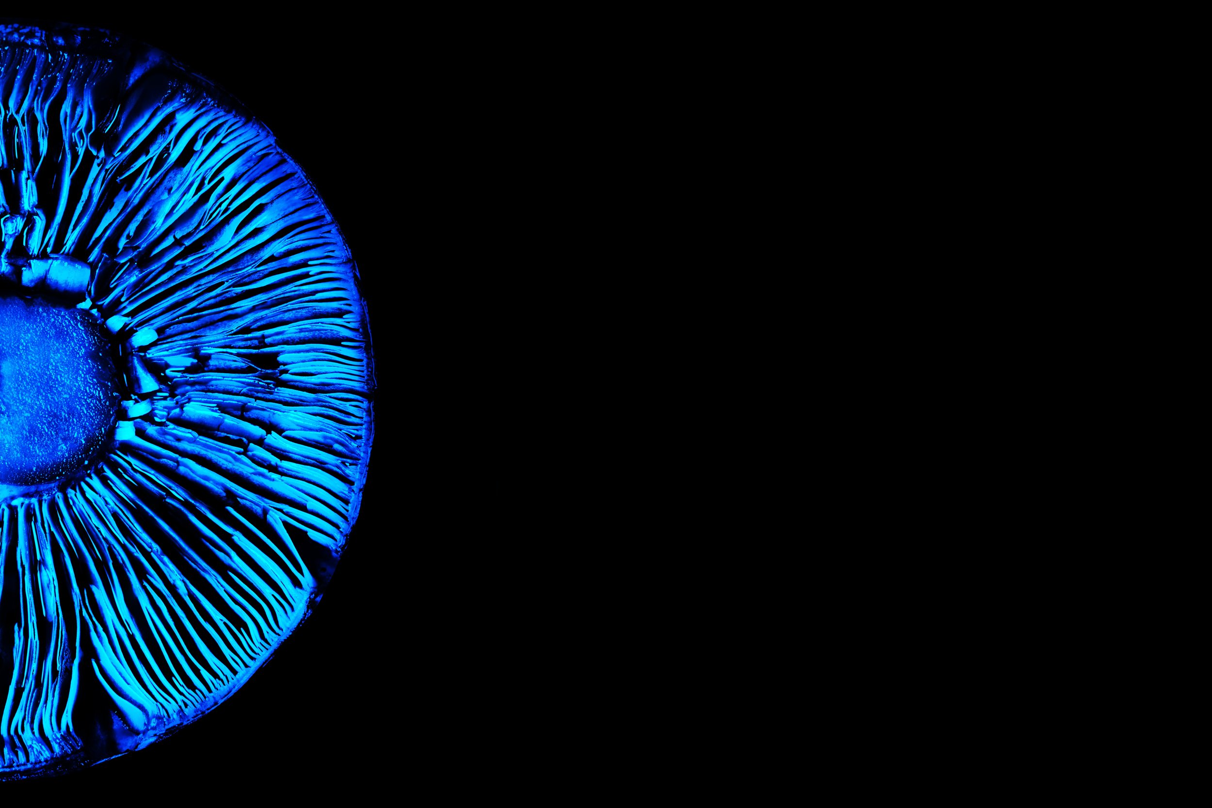 The Terror of Turquoise Elfcap