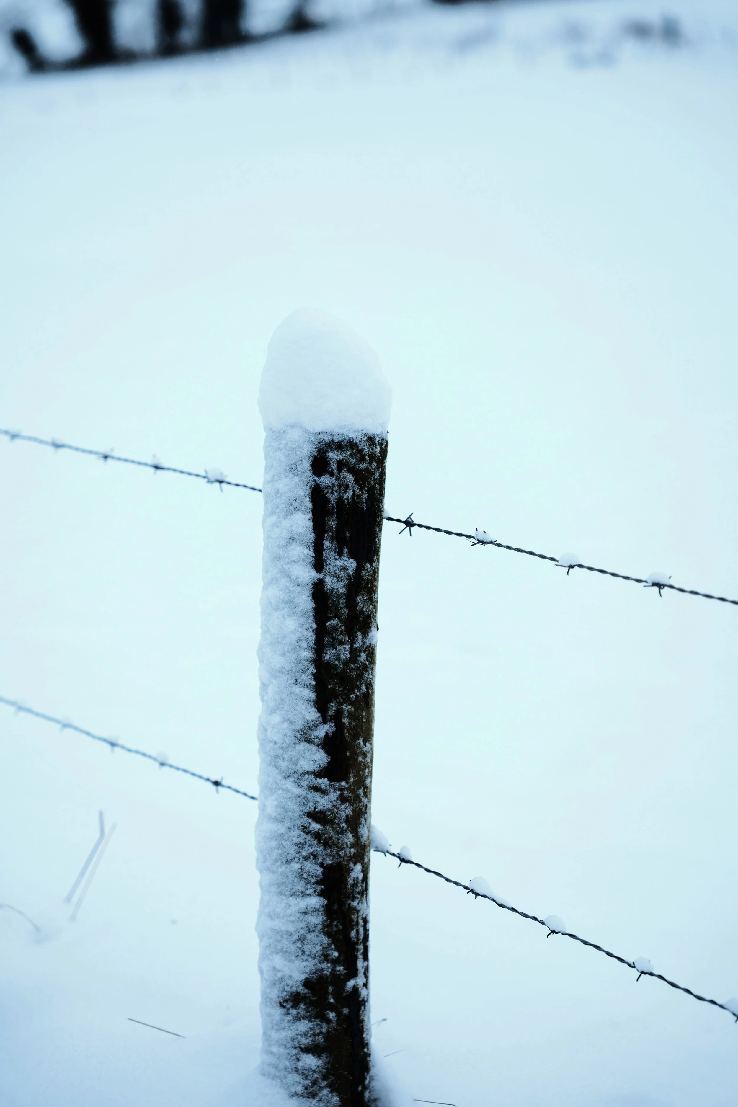 The Corpse of Newson Farm