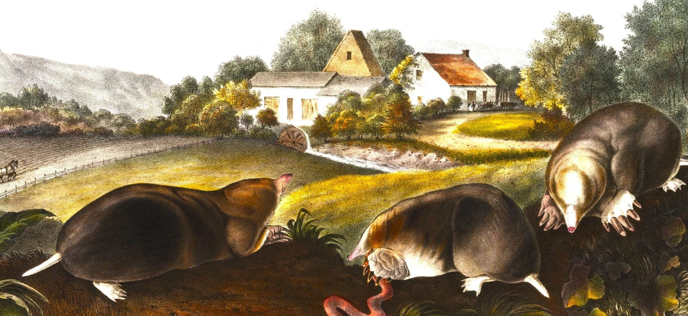 The Return of the Shrew