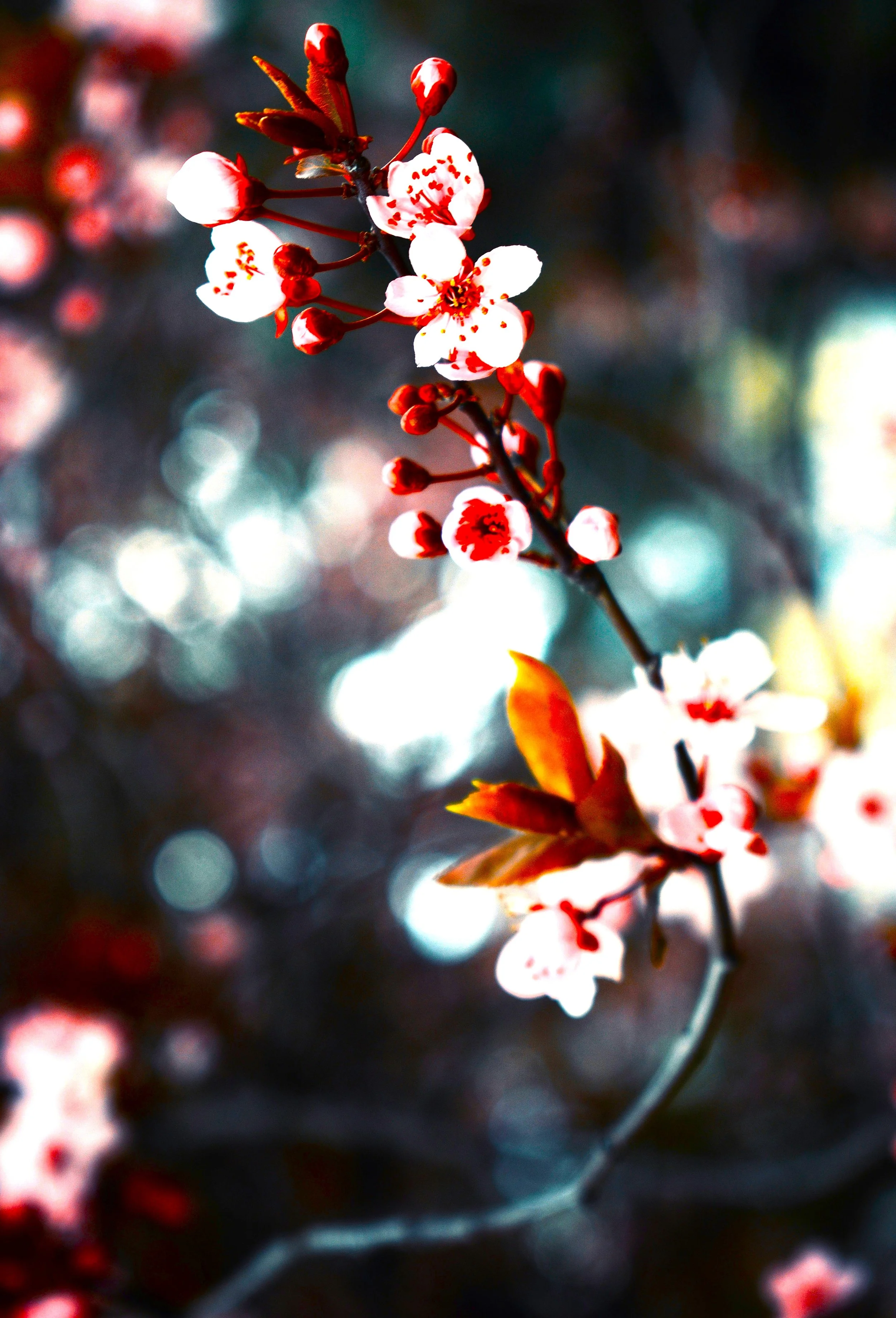 Six Poems