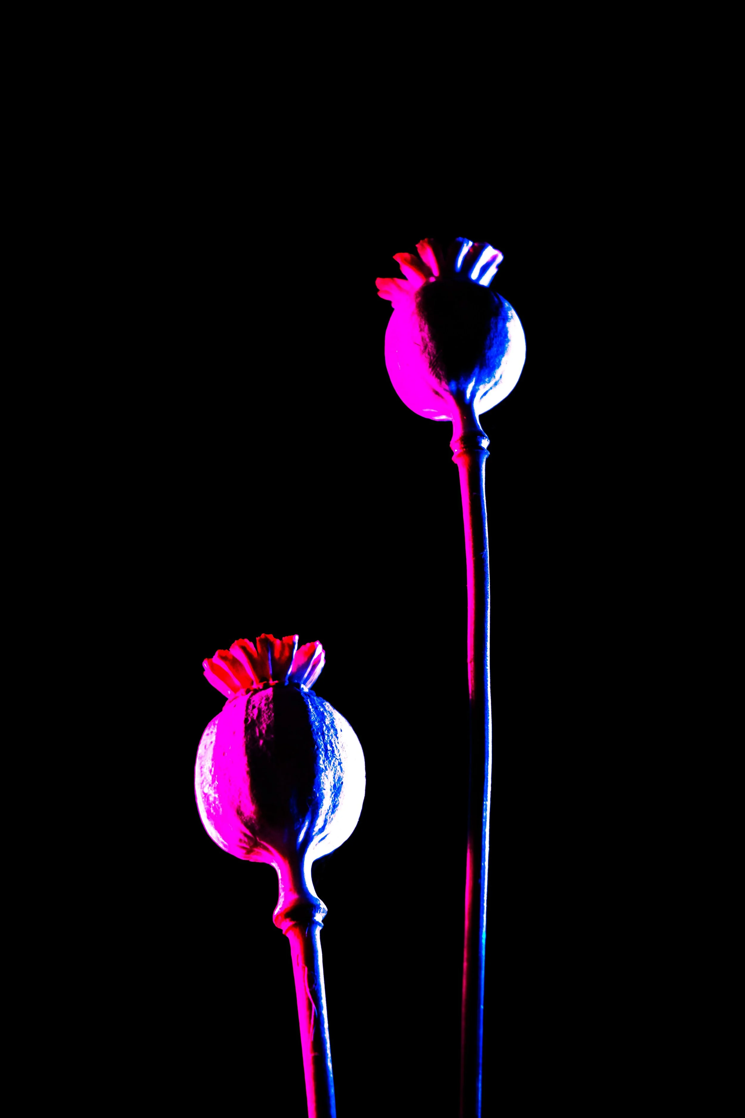 Four Poems
