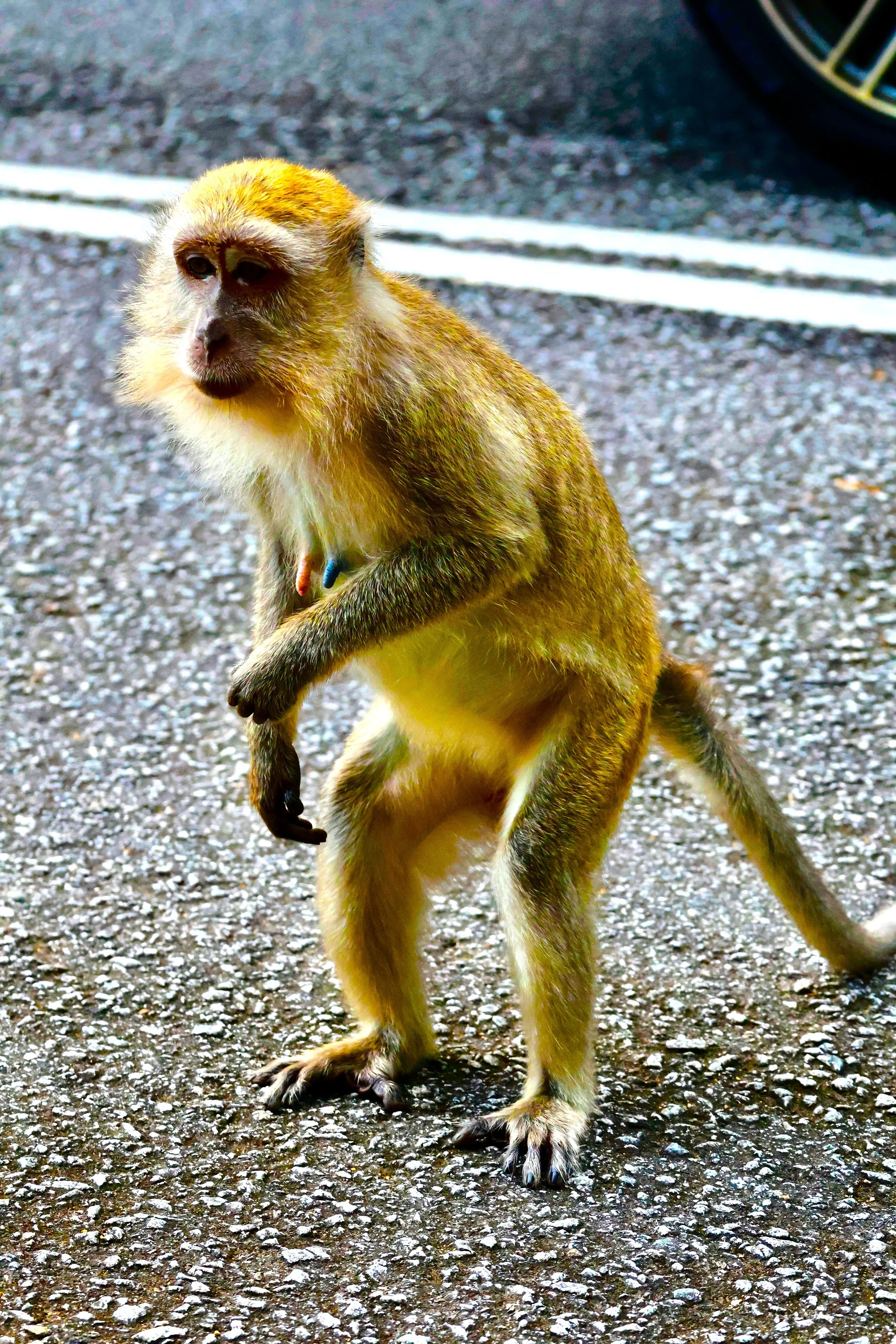 Year of the Monkey
