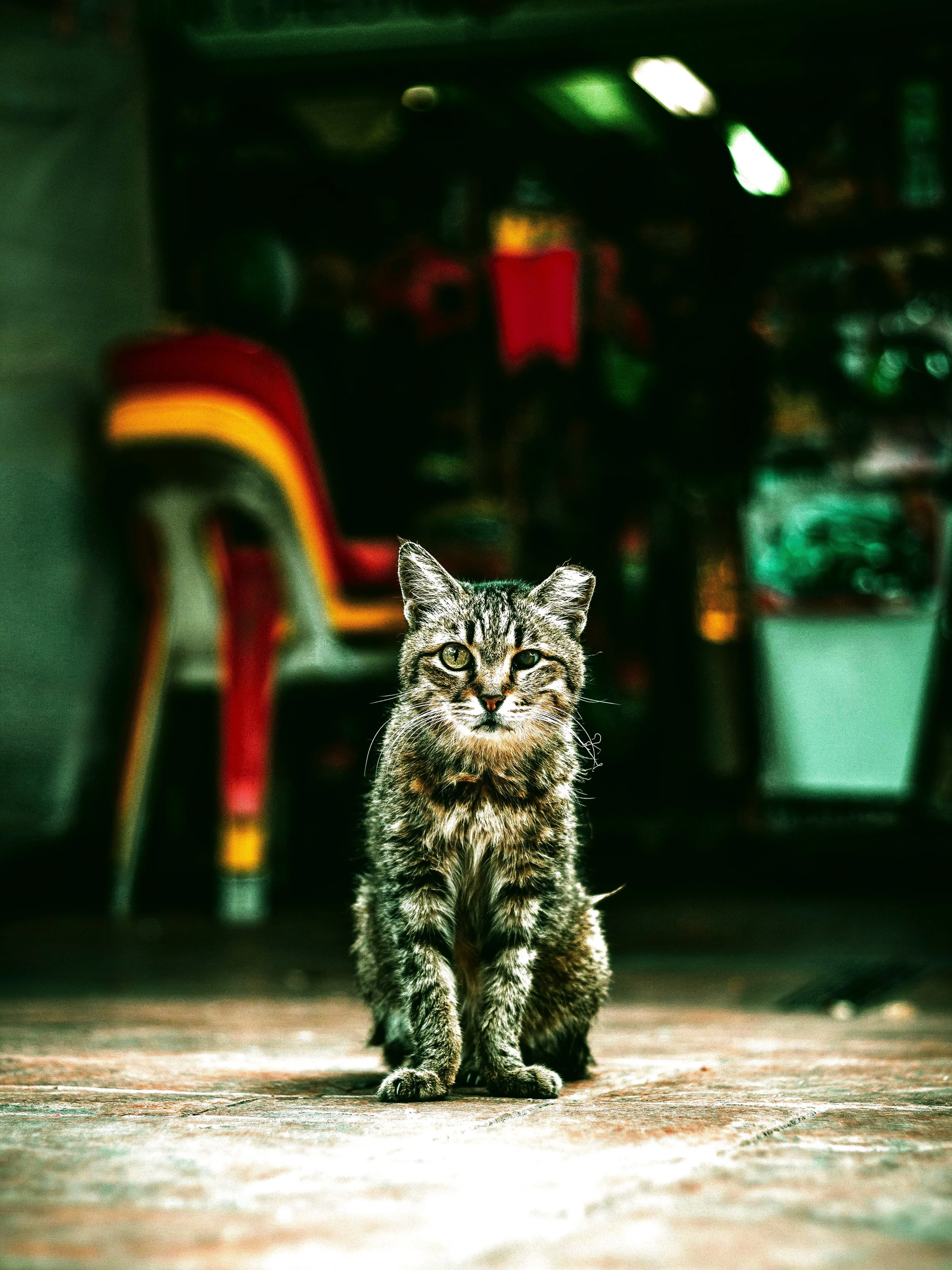 Bodega Cats