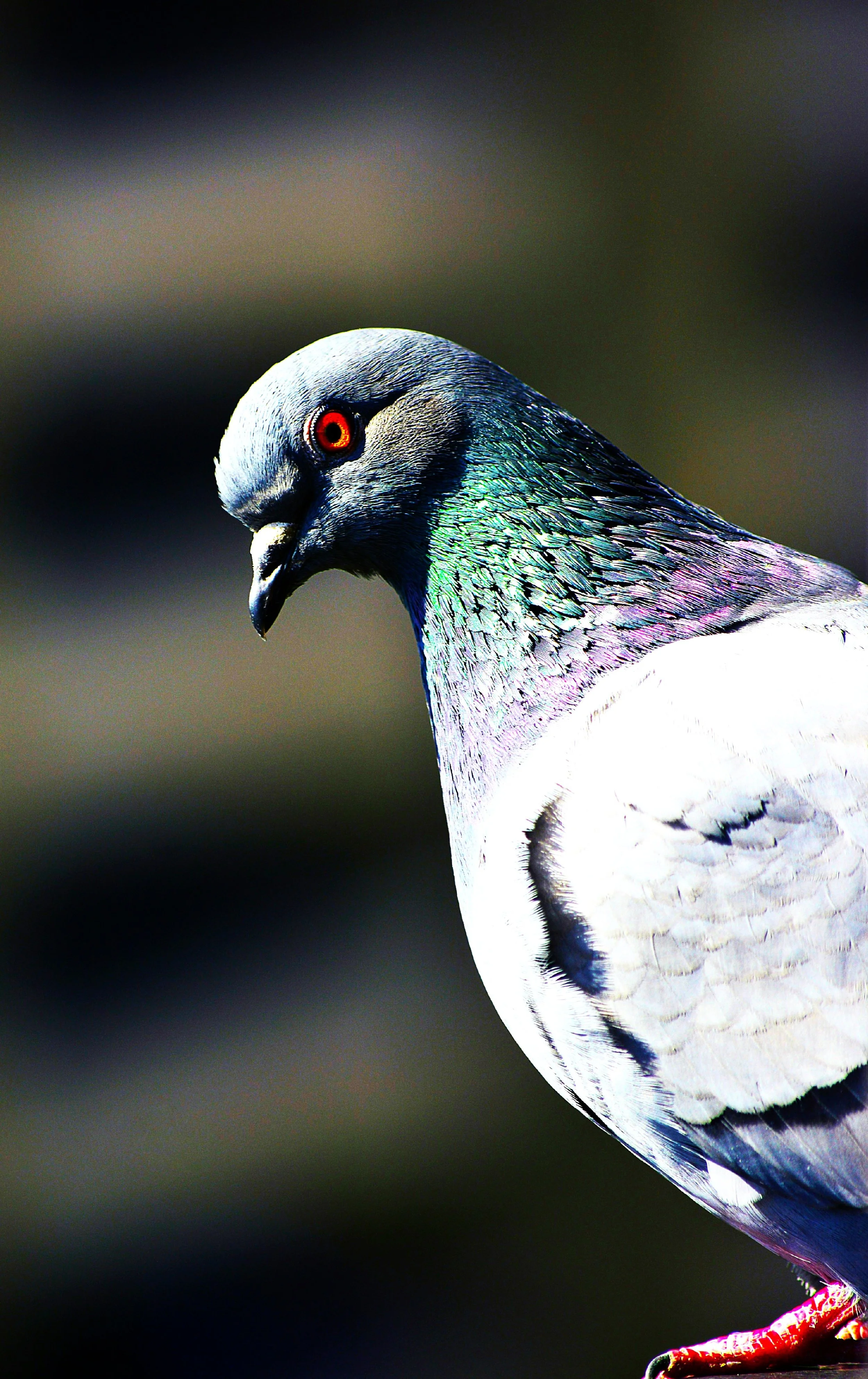 Telepathy IV: Pigeons and Warblers (or The Price of Company)