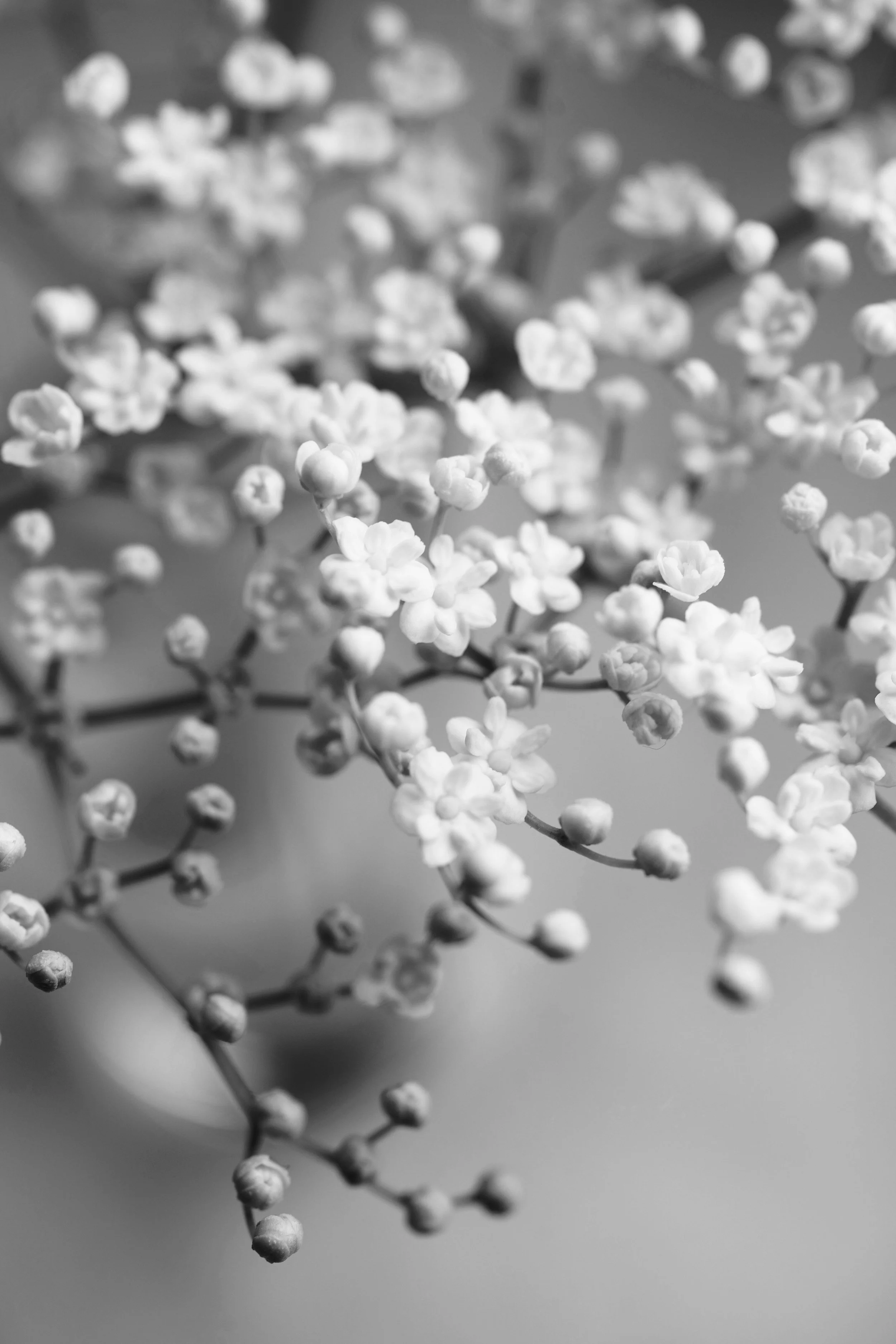 Dance of the Elderflowers
