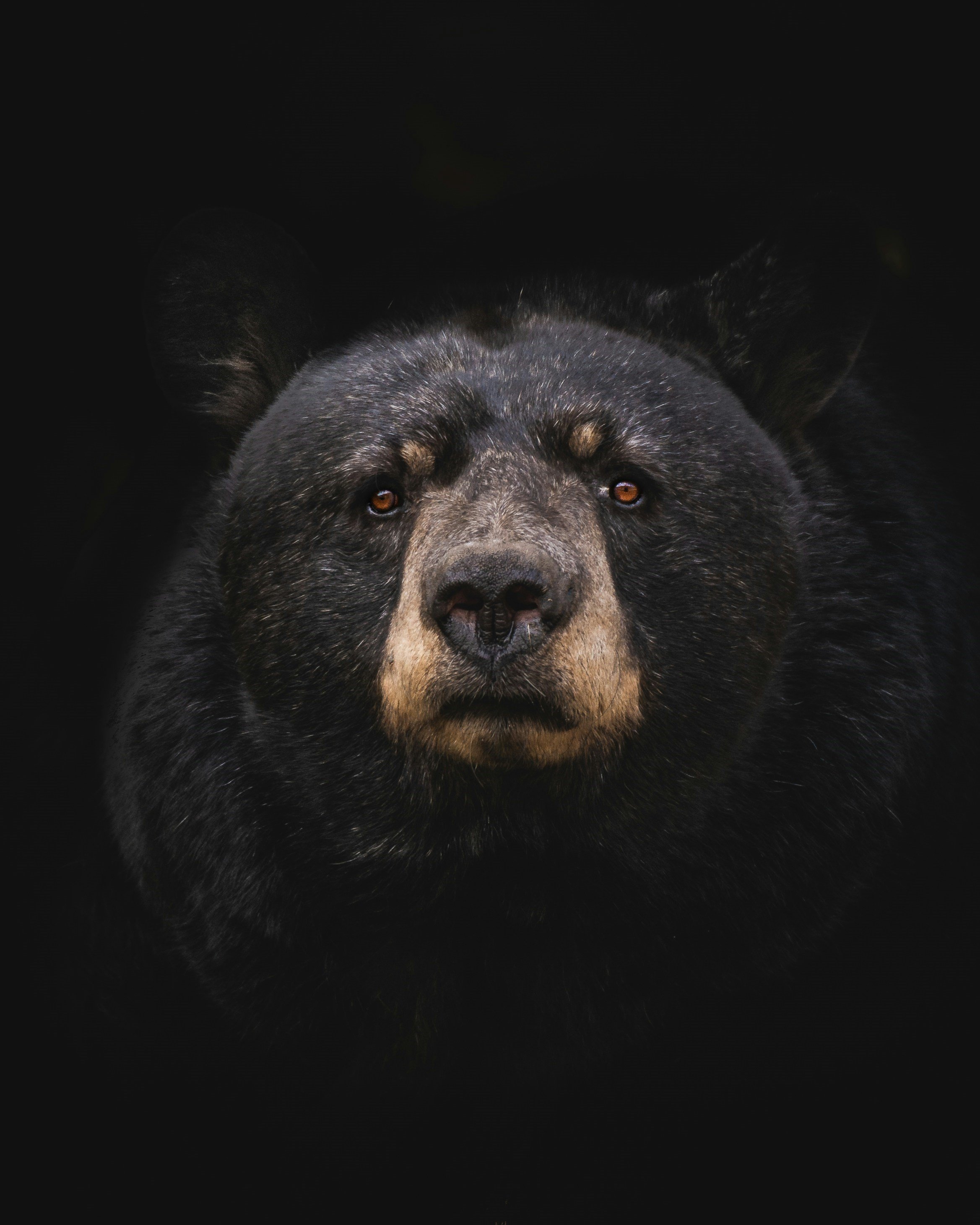 Bear Trouble