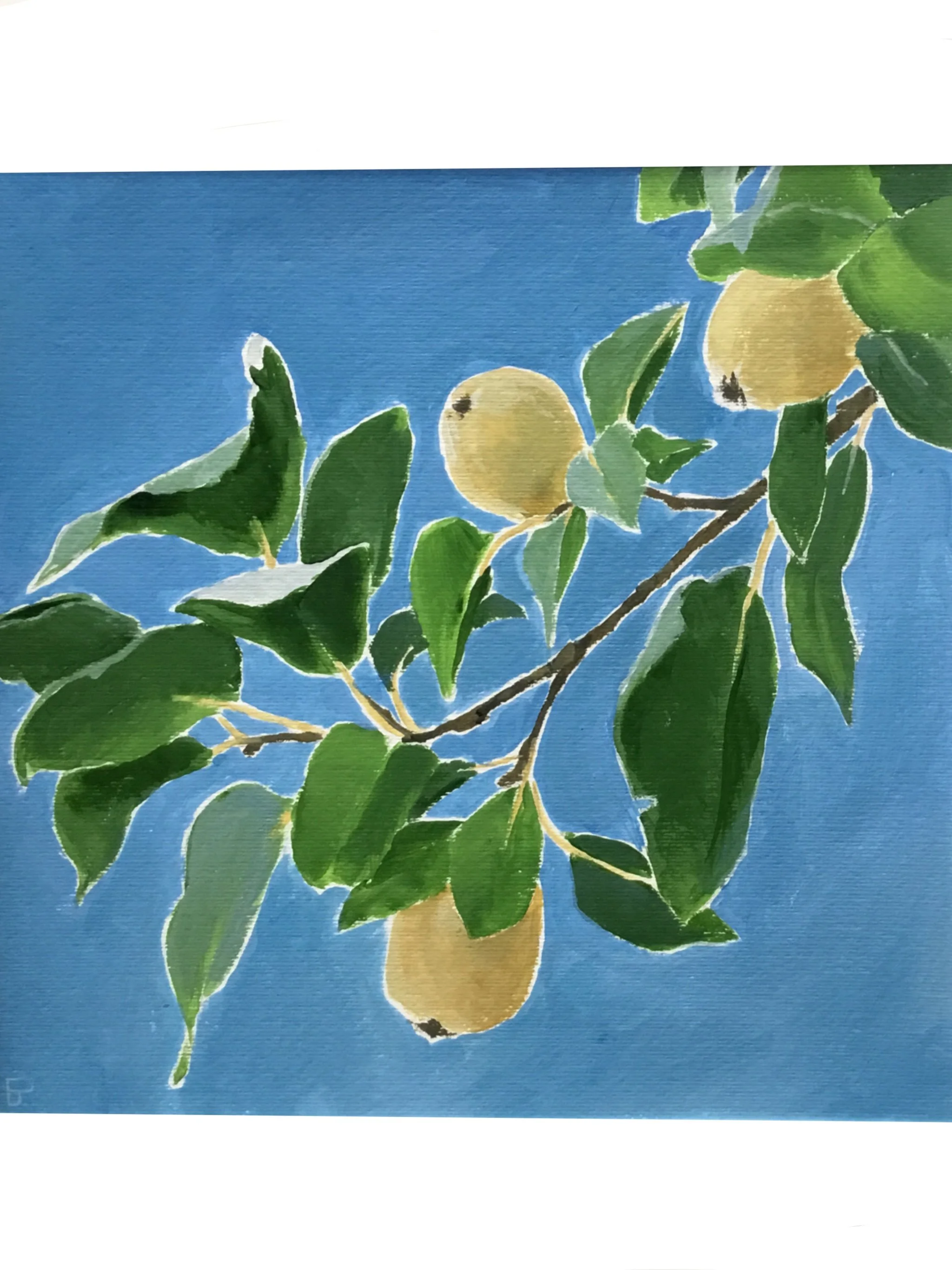 Quince_Tree,_Palmoli.jpg