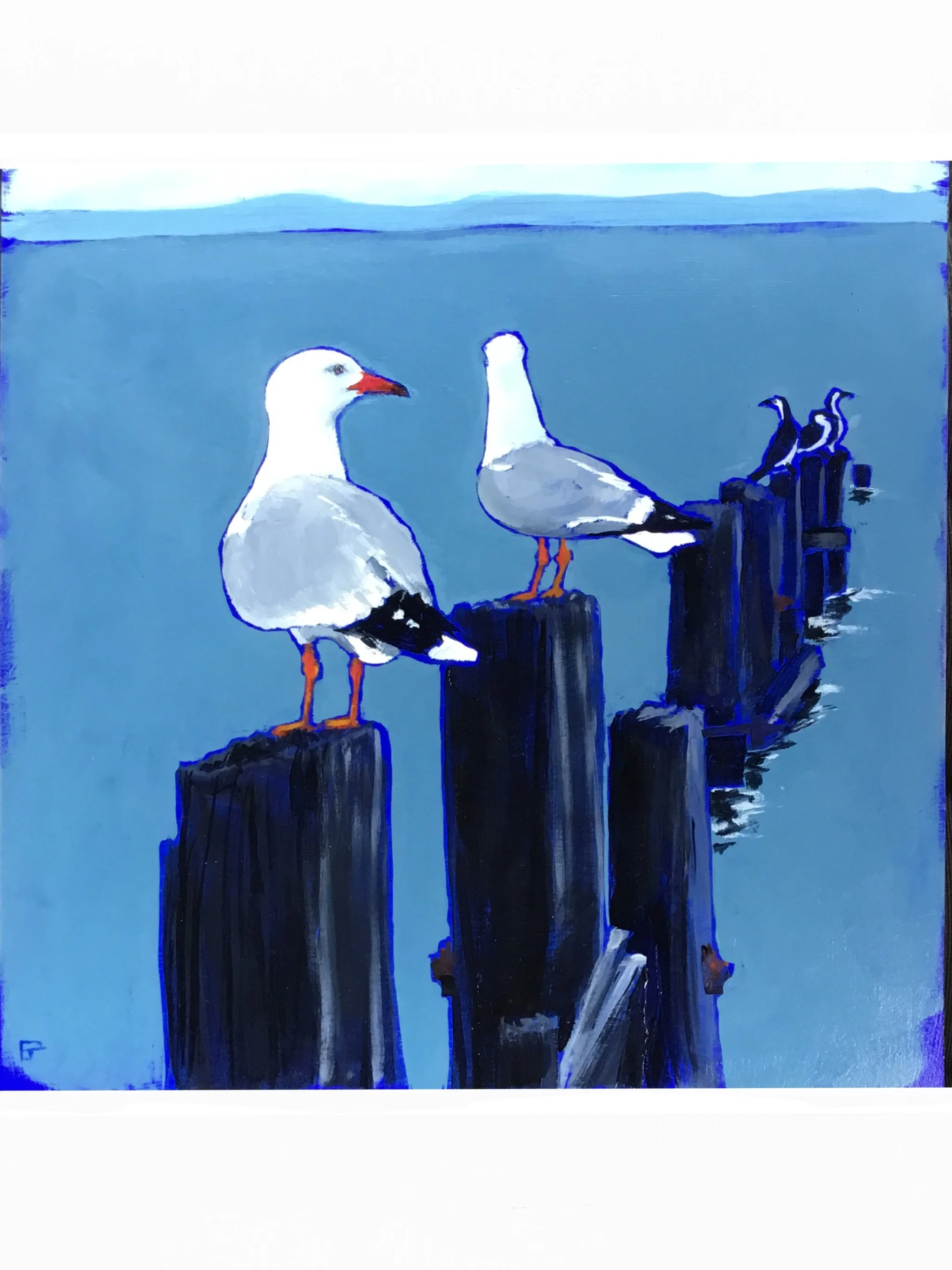 Silver_Gulls.jpg