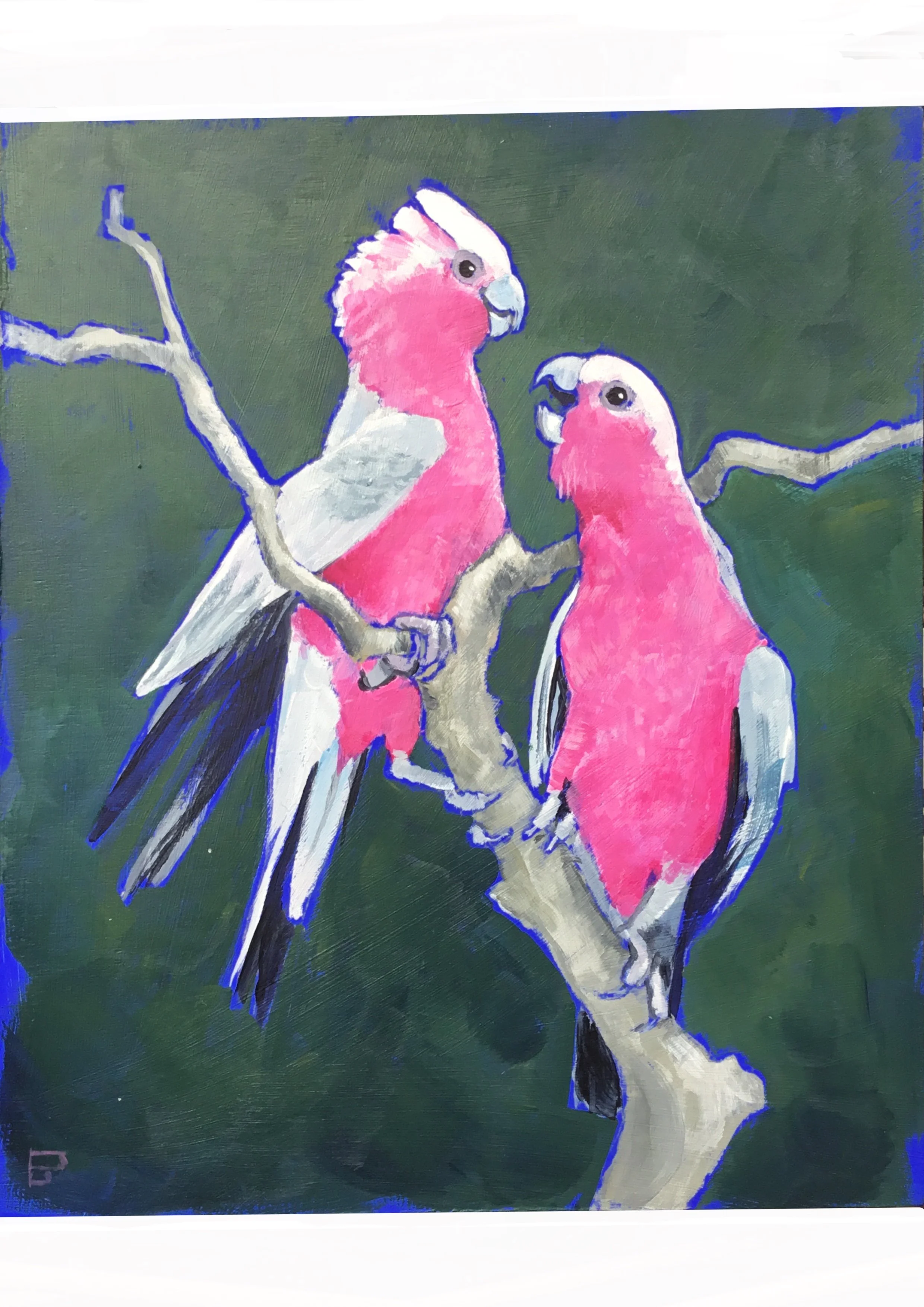 Galahs After Hours (ON HOLD)
