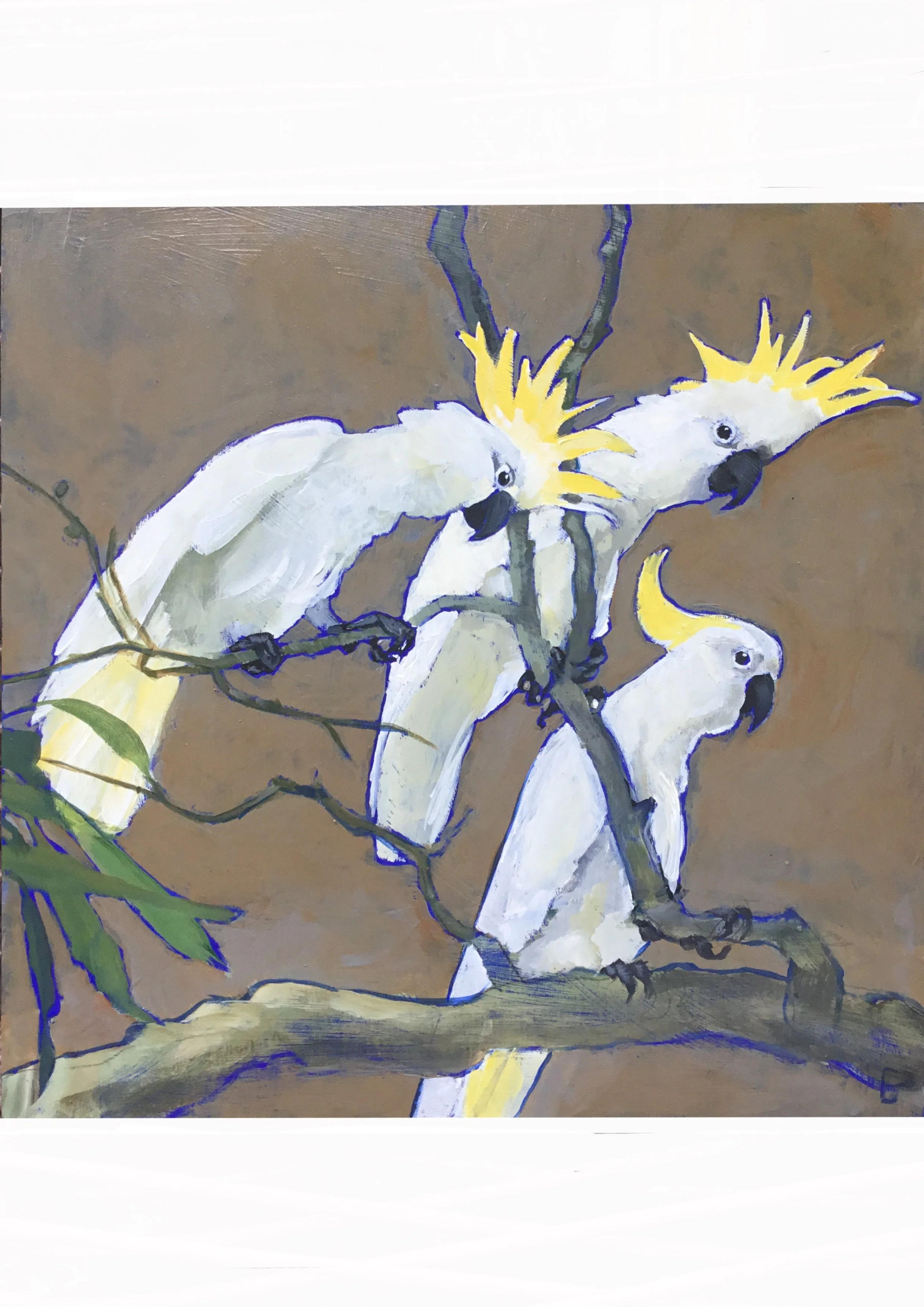 Sulphur Crested Cockies