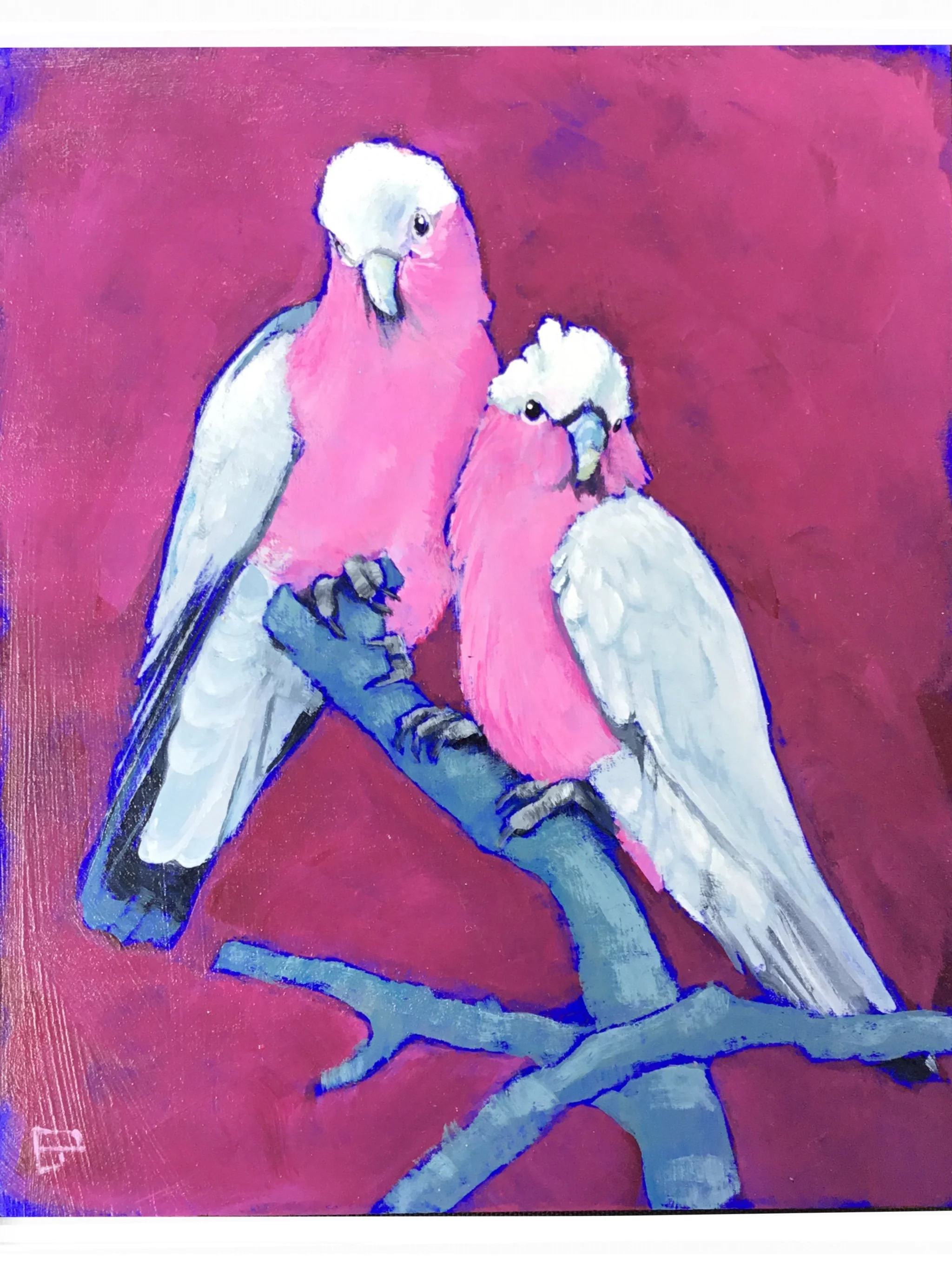 Galahs.jpg