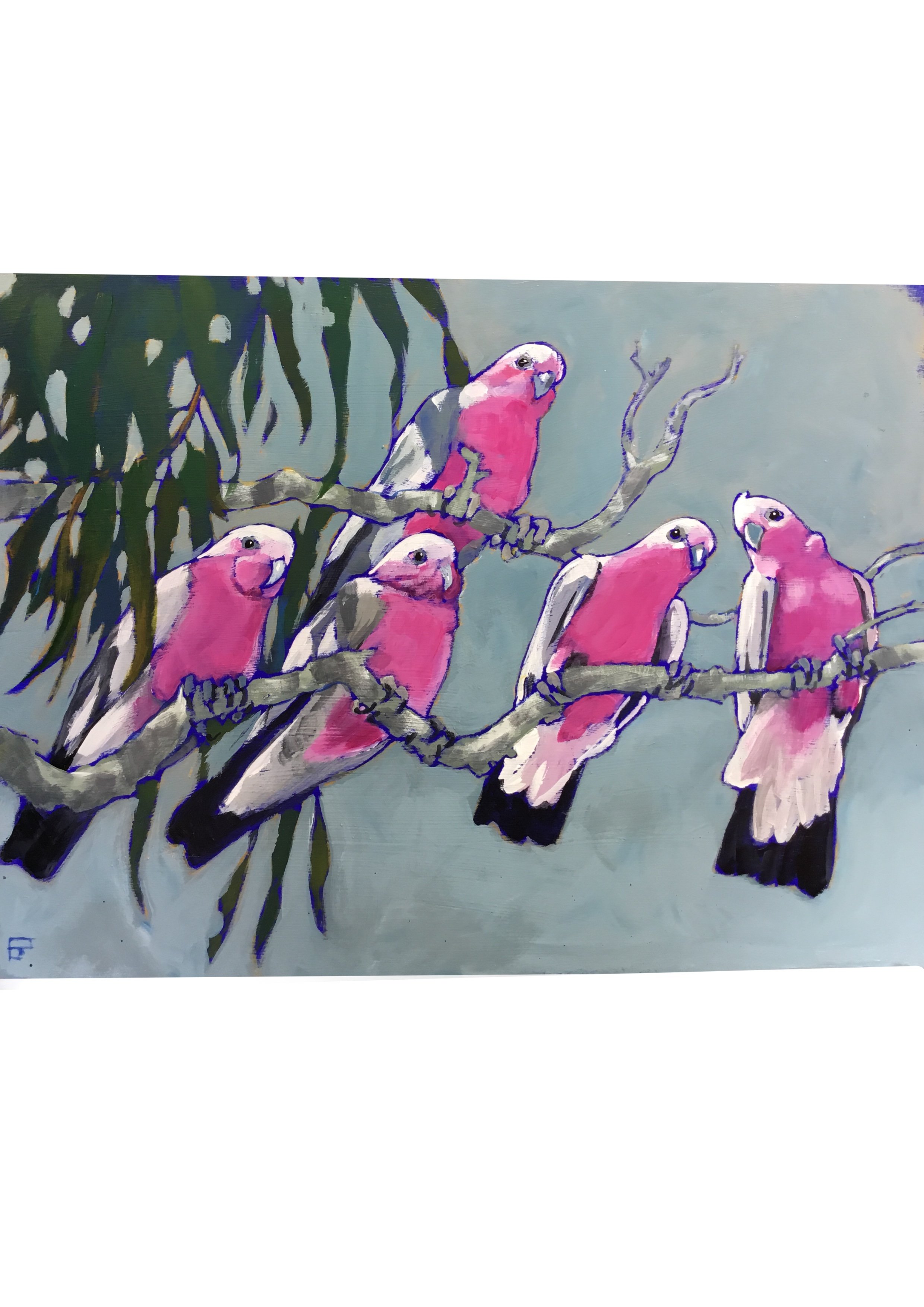 Five Galahs