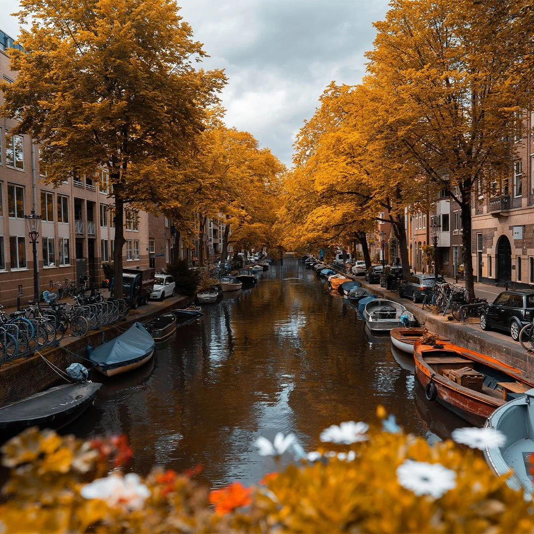 Amsterdam boats and trees on the side