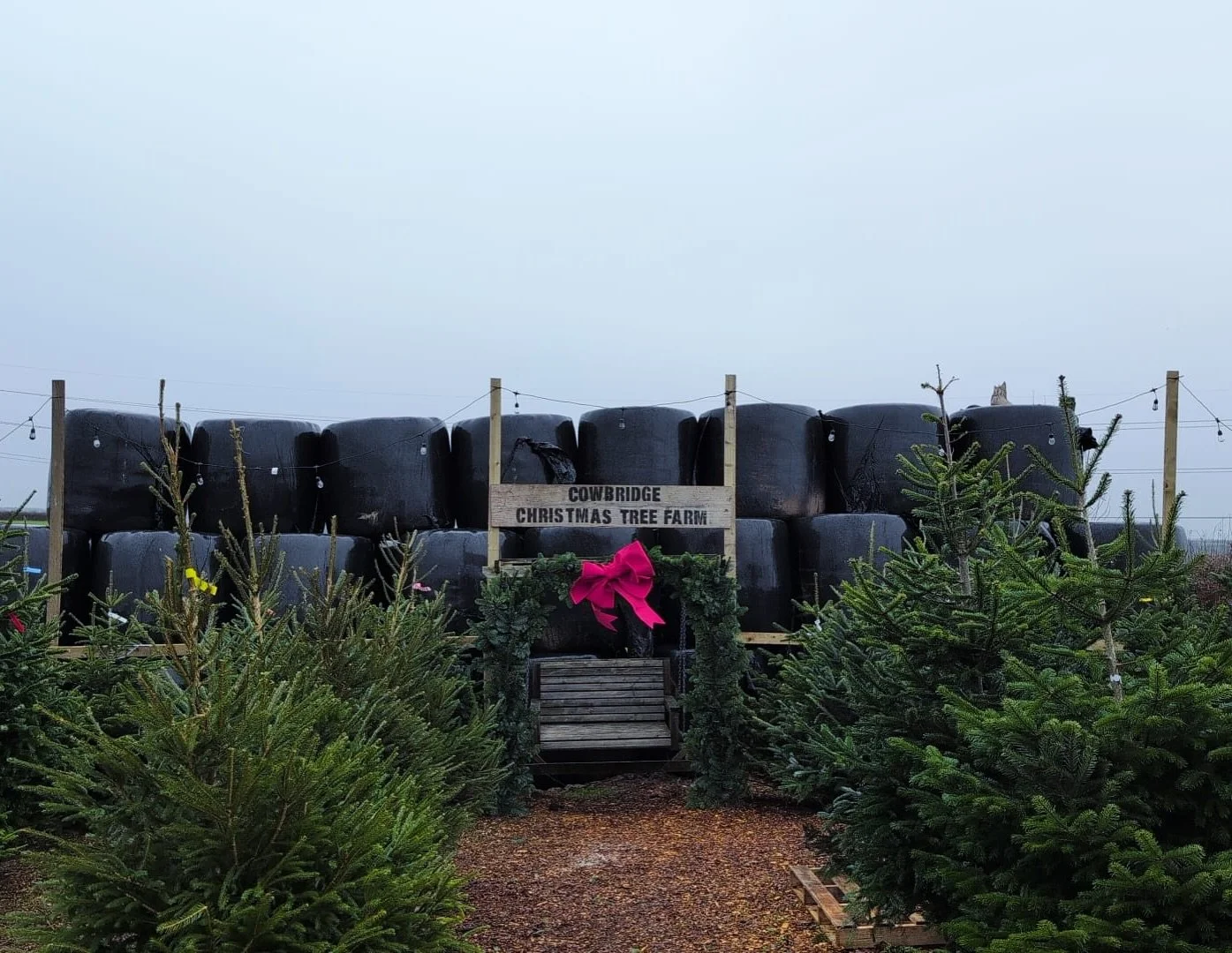 Ready for Storm Darragh! 

One of the many uses of round bales 🤣

We&rsquo;re open till 7PM, hope to see you soon! 

#cowbridge #realtree #cowbridgechristmastreefarm #christmastree #cardiff #valeofglamorgan