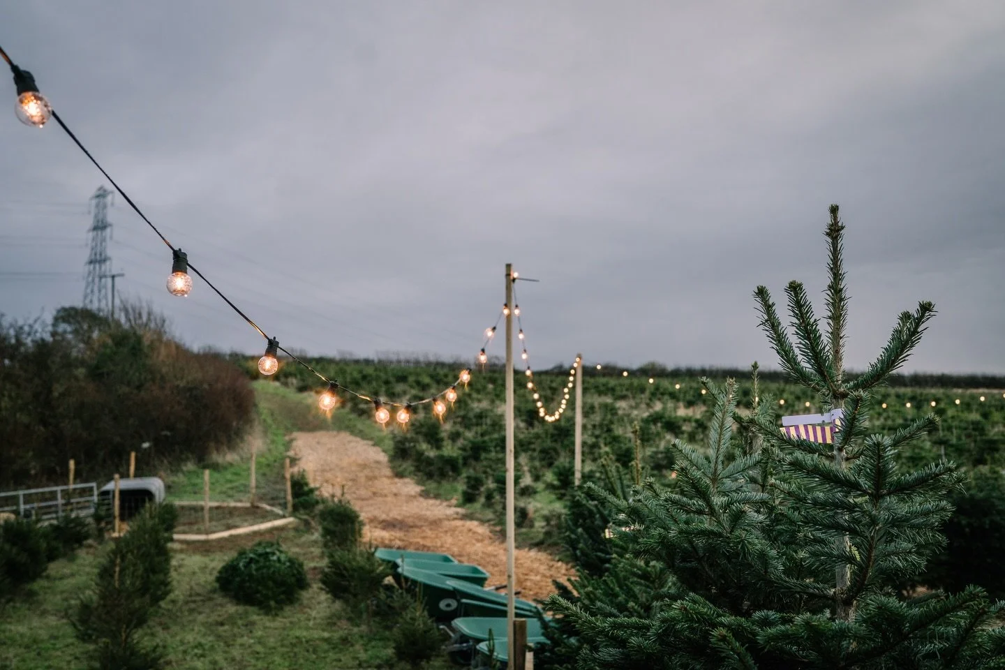 Cowbridge Christmas Tree Farm | Open 9AM - 7PM Weekdays, 9AM - 6PM Weekends. ✨ 

PYO Christmas Tree field is now open, with pre cut trees available in The Barn! 

Pop down and see us!

Photos captured by @cradle_and_cub 📸