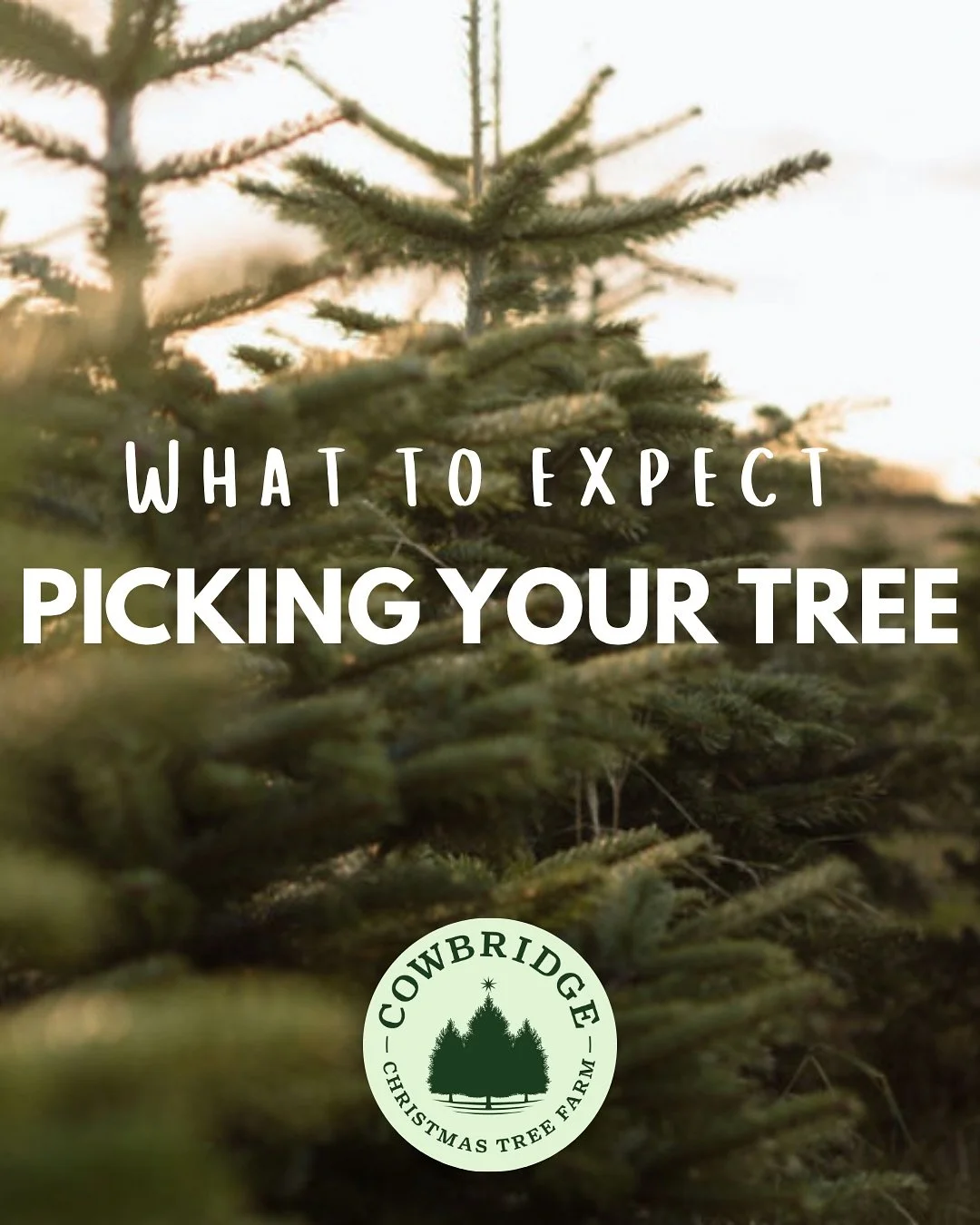 Morning guys! We thought we&rsquo;d pop on and let you know what to expect from Cowbridge Christmas Tree Farm this year! 

As many of you know it will be the first time our PYO field will be open, yay! Most trees within the field vary from 5-7ft, how