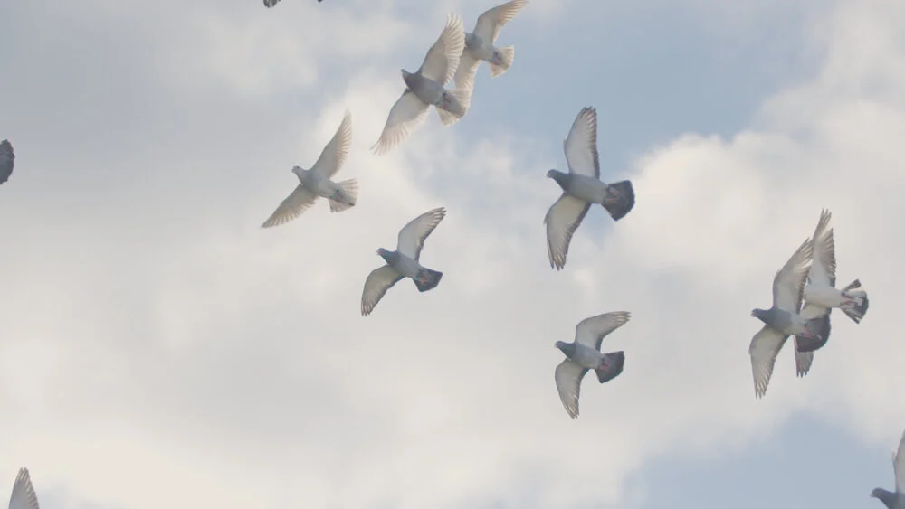   The Million Dollar Pigeon Race  