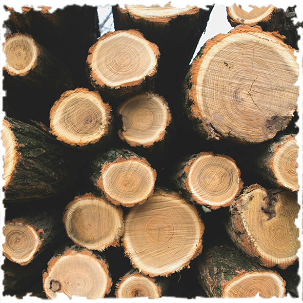 Photo of timber / wood