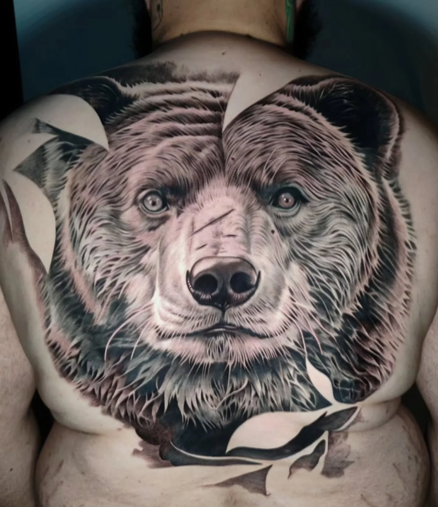 ⚡️PROJET OURS⚡️

Merci Martin pour m'avoir confi&eacute; cet incroyable projet tatouage, d'avoir fait la route de Limoges et d'avoir encaisser les s&eacute;ances comme un chef !
Une partie du tatouage est d&eacute;j&agrave; cicatris&eacute;.

N'h&eac