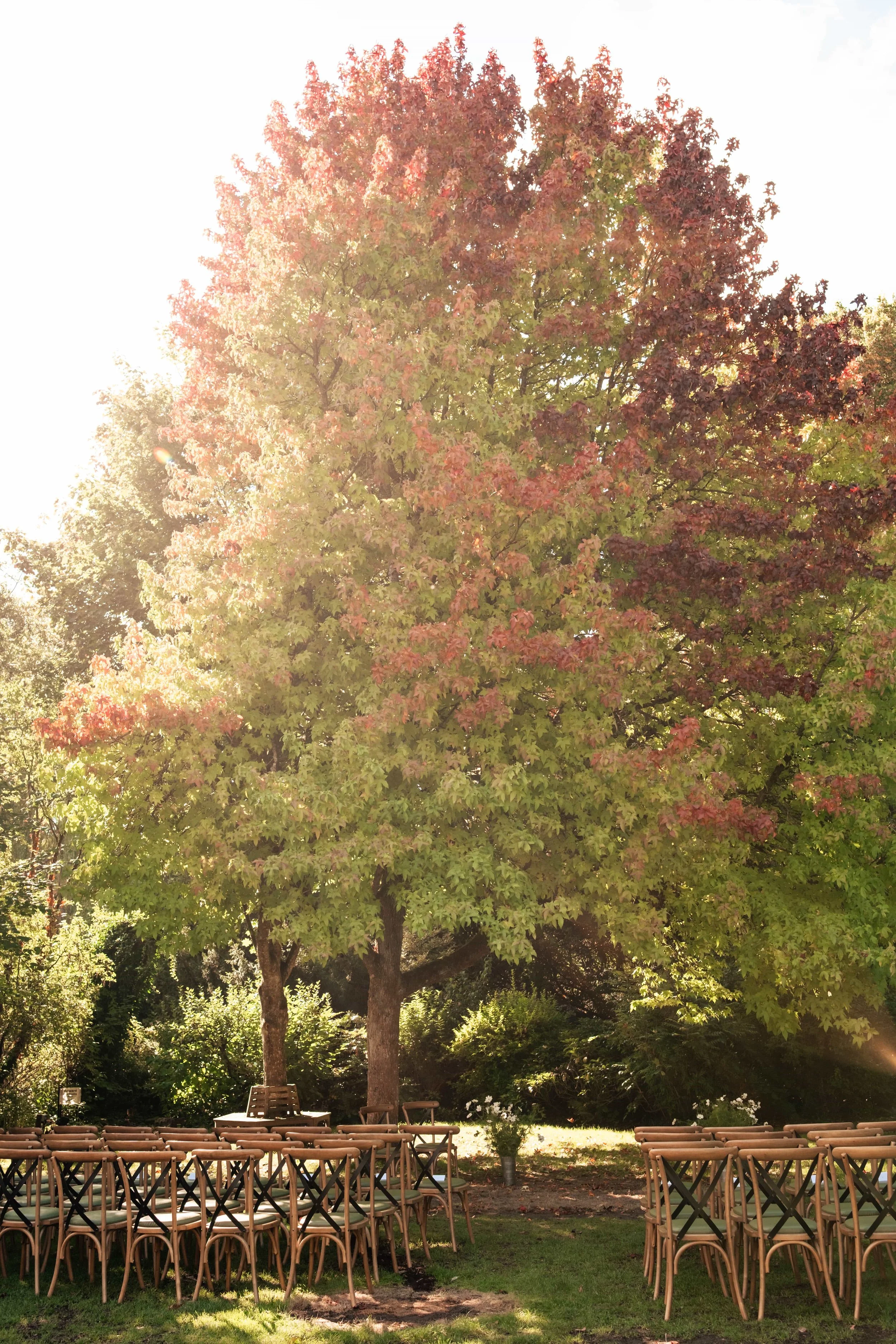 Outdoor wedding setup in a garden with rows of wooden chairs facing a large leafy tree with green and red leaves, sunlight filtering through the tree.