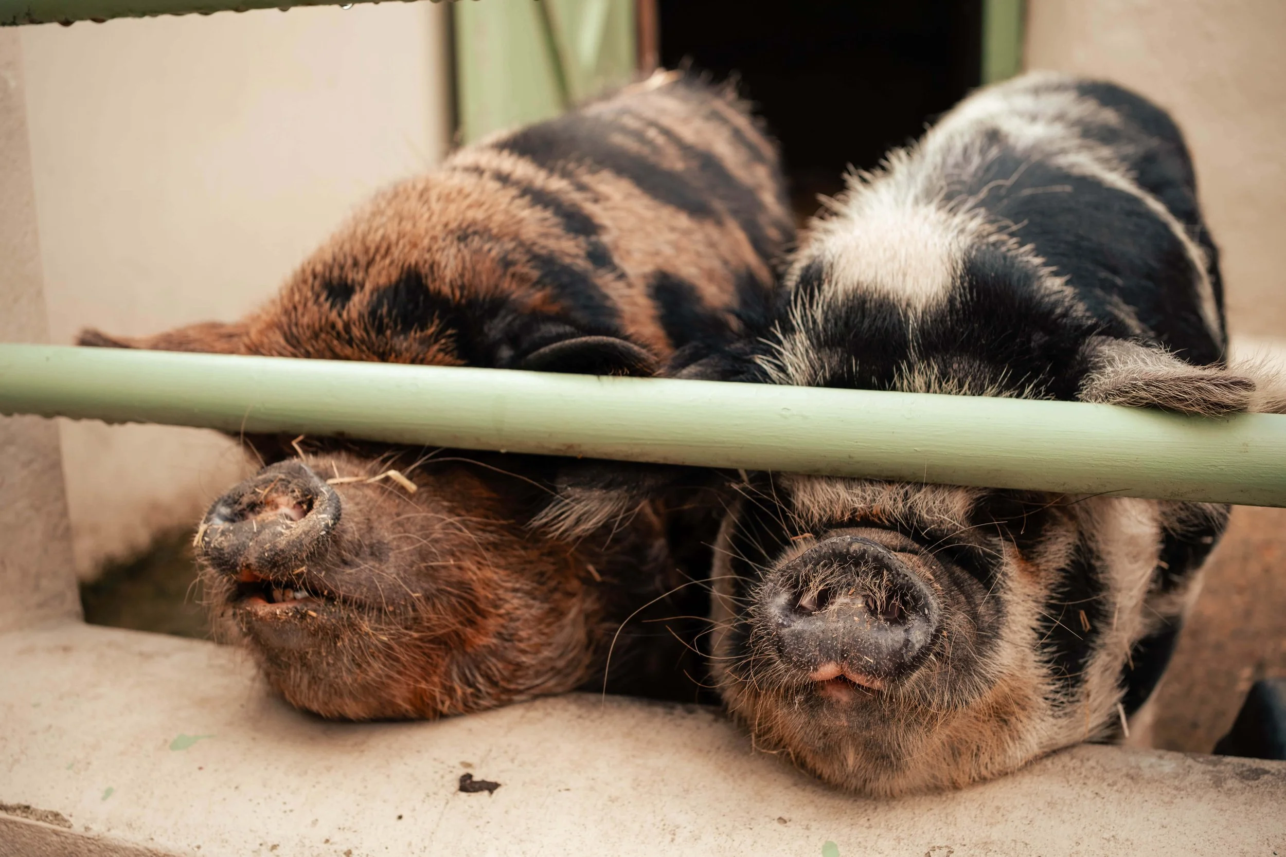 Two sleeping piglets rest with their heads on the ground and their noses near a green bar.
