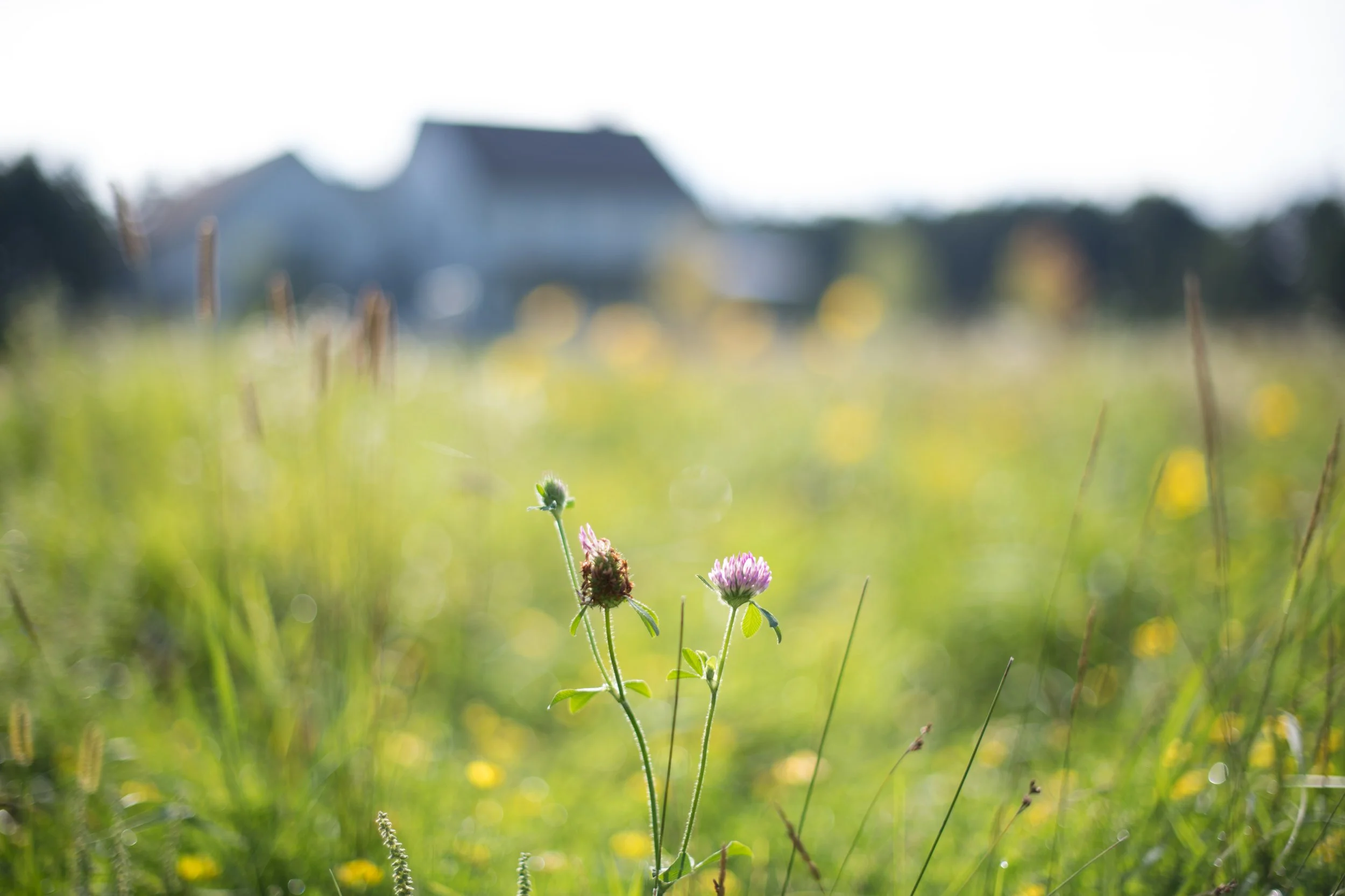 2020_Prairie Pasture-2.jpg