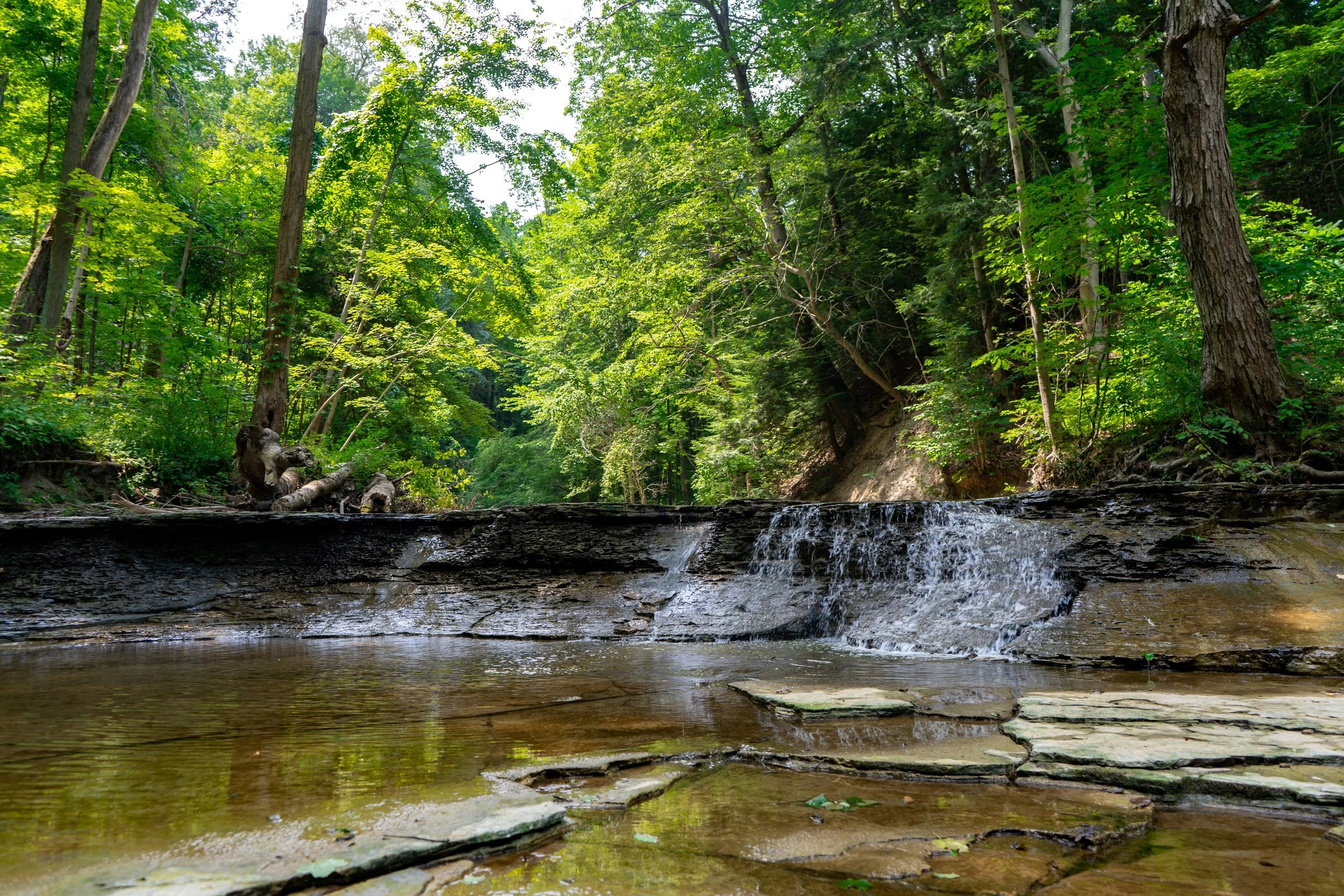 Columbus Tree Coalition Meeting