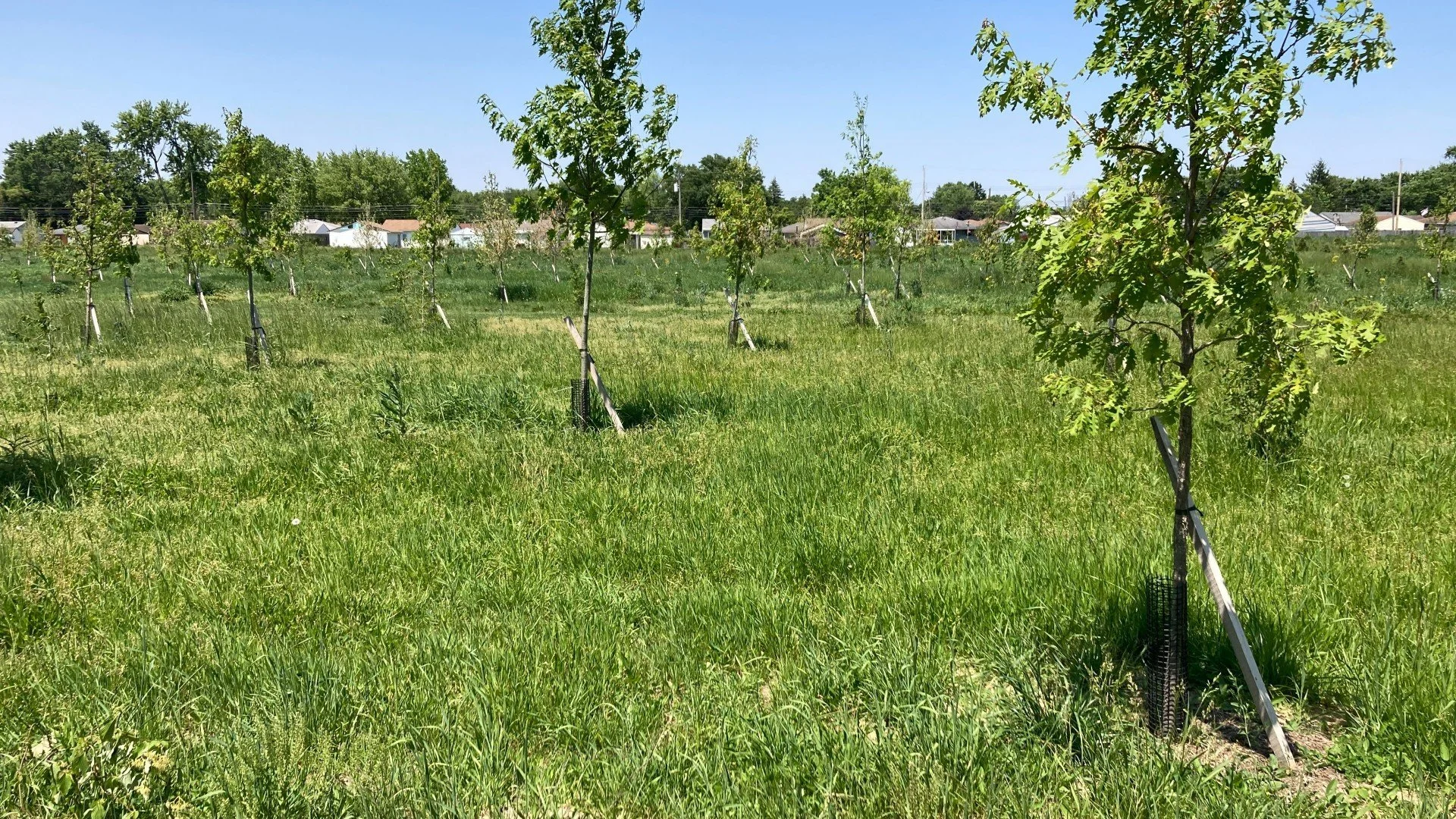 South Side Tree Planting