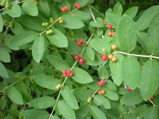 Honeysuckle Removal at Westmoor Park