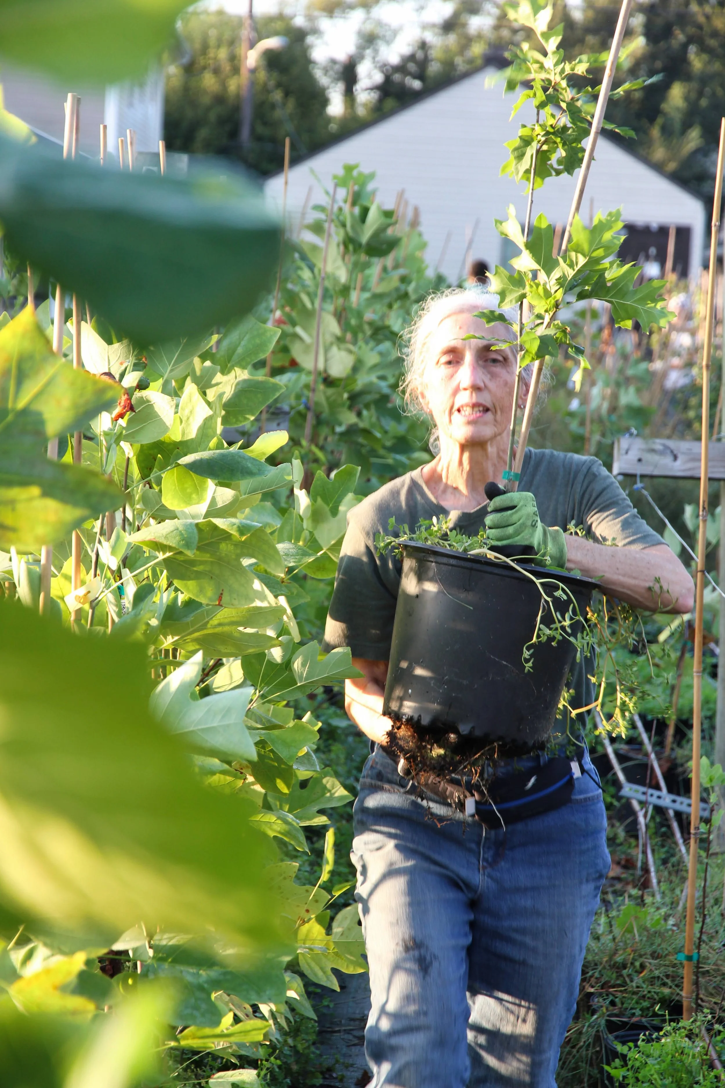Linden Tree Giveaway
