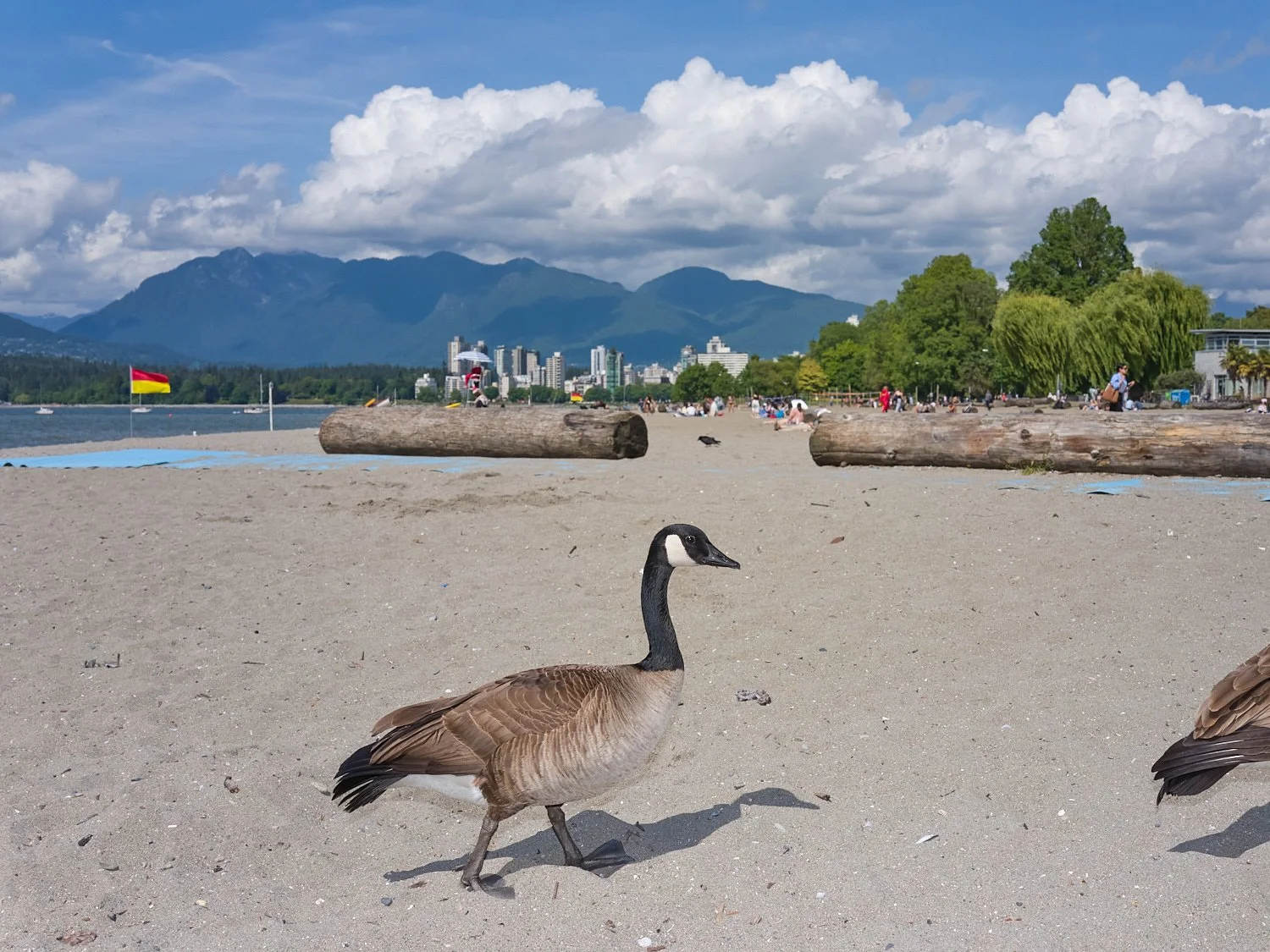 2026_05_Kits_Birds_8497.jpg